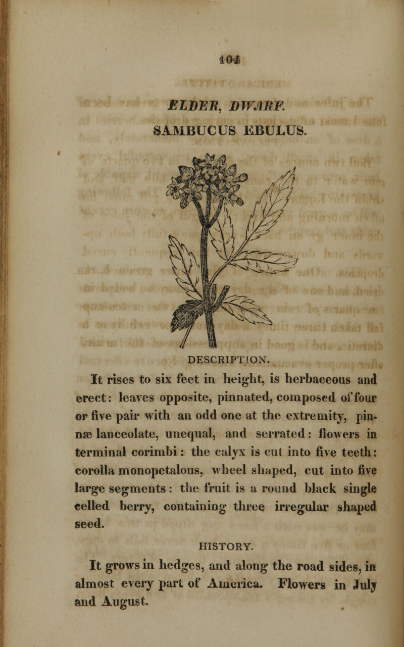 10* ELBEB, DWARF. SAMBUCUS EBULUS. DESCRIPTION. It rises to six feet in height, is herbaceous and erect: leaves opposite, pinnated, composed of four or five pair with an odd one at the extremity, pin- nae lanceolate, unequal, and serrated: flowers in terminal corimbi: the calyx is cut into five teeth: corolla monopetalous, wheel shaped, cut into five large segments : the fruit is a round black single celled berry, containing three irregular shaped seed. HISTORY. It grows in hedges, and along the road sides, in almost every part of America. Flowers in July and August,