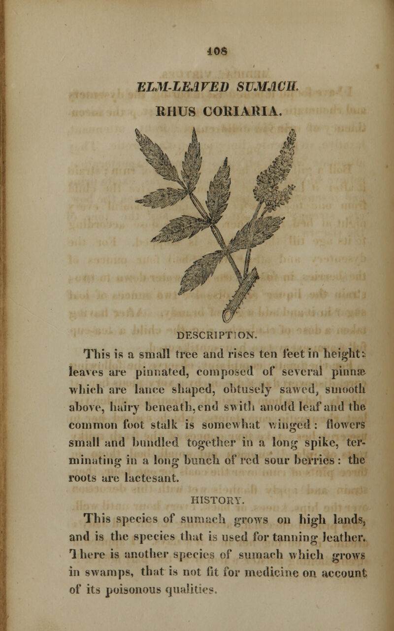 ELM-LEAVED SVMACU. RHUS CORIARIA. DESCRIPTION. This is a small tree and rises ten feet in heights leaves are pinnated, composed of several pinnse- which are lance shaped, obtusely sawed, smooth above, hairy beneath, end switli an odd leaf and the common foot stalk is somewhat winded : flowers small and bundled together in a long spike, ter- minating in a long bunch of red sour berries : the roots are lactesant. HISTORY. This species of sumach grows on high lands, and is the species that is used for tanning leather. 1 here is another species of sumach which grows in swamps, that is not fit for medicine on account of its poisonous qualities.