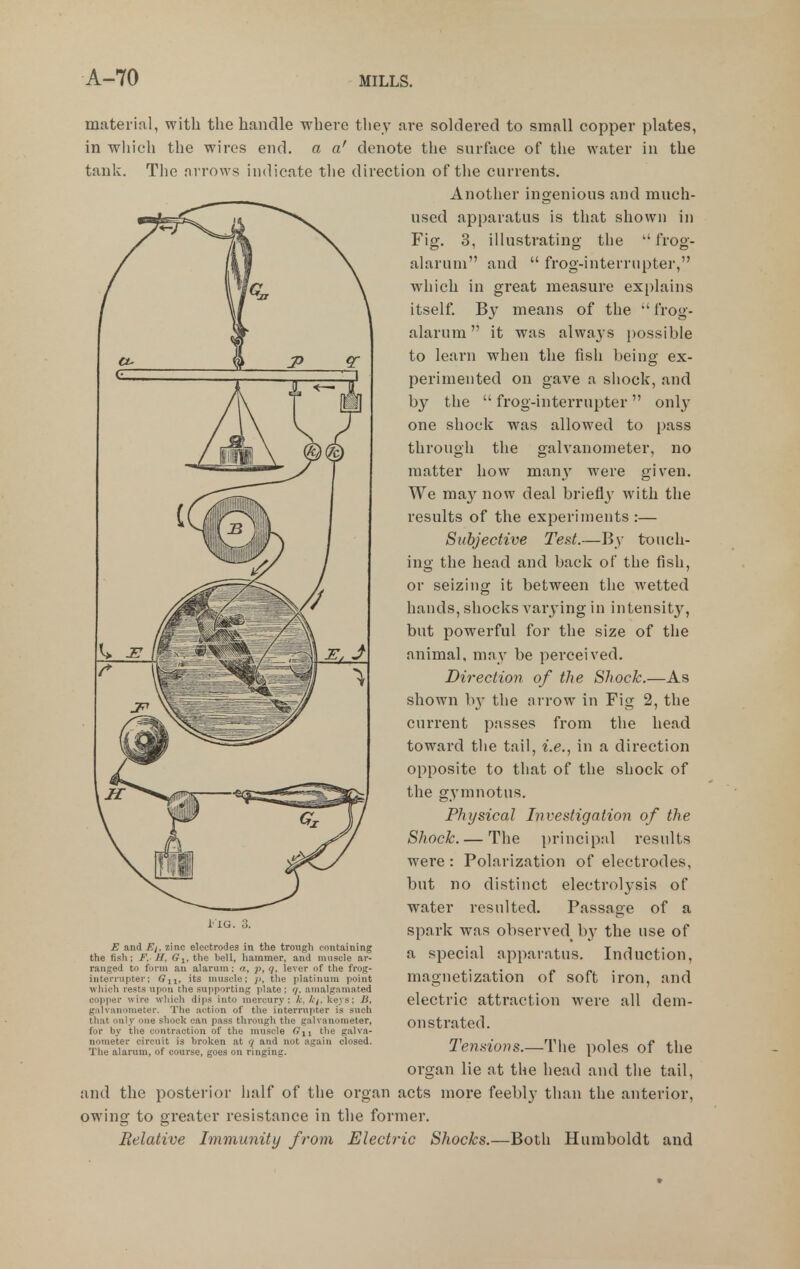 material, with the handle -where they are soldered to small copper plates, in which the wires end. a a' denote the surface of the water in the tank. The arrows indicate the direction of the currents. Another ingenious and much- used apparatus is that shown in Fig. 3, illustrating the frog- alarum and  frog-interrupter, which in great measure explains itself. By means of the  frog- alarum  it was always possible to learn when the fish being ex- perimented on gave a shock, and by the  frog-interrupter only one shock was allowed to pass through the galvanometer, no matter how many were given. We may now deal briefly' with the results of the experiments:— Subjective Test.—By touch- ing the head and back of the fish, or seizing it between the wetted hands, shocks varying in intensity, but powerful for the size of the animal, may be perceived. Direction of the Shock.—As shown b}' the arrow in Fig 2, the current passes from the head toward tlie tail, i.e., in a direction opposite to that of the shock of the gym not us. Physical Inventigalion of the Shock. — The principal results were : Polarization of electrodes, but no distinct electrolysis of water resulted. Passage of a spark was observed^ by the use of a special apparatus. Induction, magnetization of soft iron, and electric attraction were all dem- onstrated. Tendons.—The poles of the organ lie at the head and the tail, and the posterior half of the organ acts more feebly than the anterior, owing to greater resistance in the former. Relative Immunity from Electric Shocks.—Both Humboldt and l- IG. 3. E and E/. zinc electrodes in the trough containing the fish; F. H. ffj, the bell, hammer, and muscle ar- ranged to form an alarum: a, p, q, lever of the froi^- interrupter; Gn. its muscle; ji, the ]ilatiiium puiiit which rests u|i(iii the siipp'irtiiig plate; amalgamated copjier wire wliich dips into mercury: /r, A'^. keys; B, galvanometer. The :iction of the interrupter is such that only one shock can pass through the galvanometer, for by tlie contraction of the muscle Gji the galva- nometer circuit is broken at g and not again closed. The alarum, of course, goes on ringing.