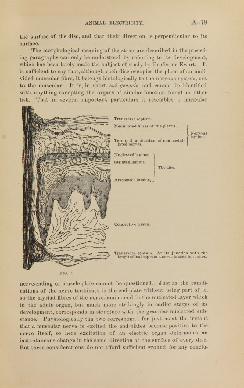 the surface of the disc, and that their direction is perpendicular to its surface. The morphological meaning of the structure described in the preced- ing paragraphs can only be understood by referring to its development, which has been lately made the subject of study by Professor Ewart. It is sufficient to sa}' that, although each disc occupies the place of an undi- vided muscular fibre, it belongs histologically to the nervous system, not to the muscular. It is, in short, sui generis, and cannot be identified with anything excepting the organs of similar function found in other fish. That in several important particulars it resembles a muscular Fig. 7. nerve-ending or muscle-plate cannot be questioned. Just as the ramifi- cations of the nerve terminate in the end-plate without being part of it, so the myriad fibres of the nerve-lamina end in the nucleated layer which in the adult organ, but much more strikingly in earlier stages of its development, corresponds in structure with the granular nucleated sub- stance. Physiologically the two correspond; for just as at the instant that a muscular nerve is excited the end-plates become positive to the nerve itself, so here excitation of an electric organ determines an instantaneous change in the same direction at the surface of every disc. But these considerations do not afford sufficient ground for any conclu-