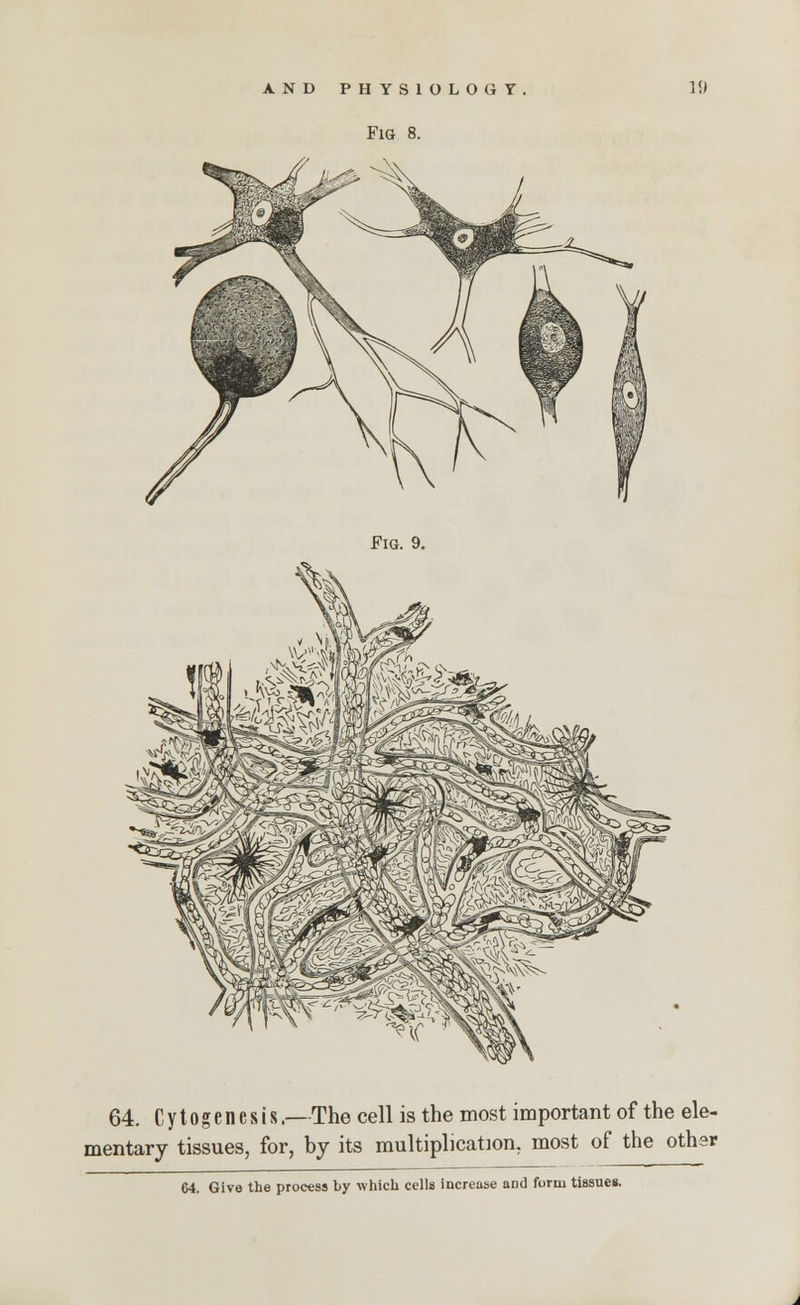 Fig 8. Fig. 9. 64. Cytogenesis.—The cell is the most important of the ele- mentary tissues, for, by its multiplication, most of the other 64. Give the process t>y which cells increase aD<l form tissue*.