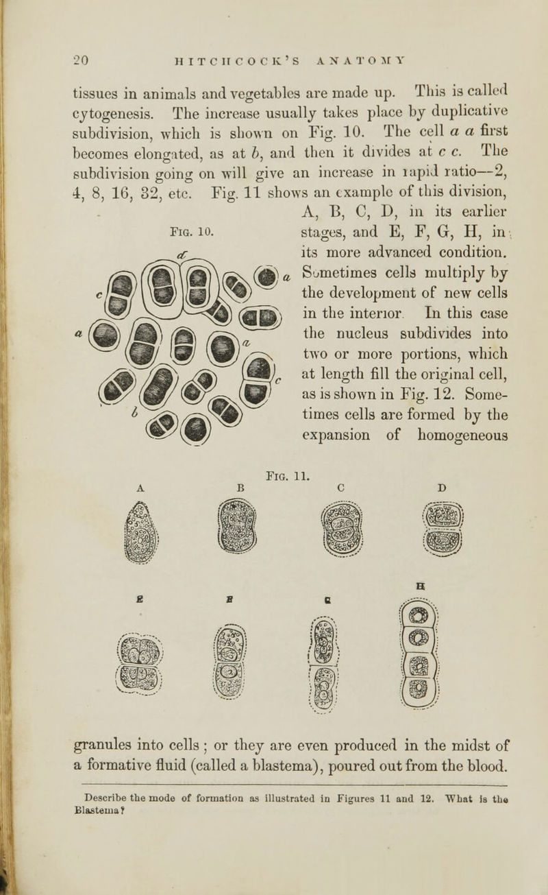 Fig. 10. tissues in animals and vegetables are made up. This is called cytogenesis. The increase usually takes place by duplicative subdivision, which is shown on Fig. 10. The cell a a first becomes elongated, as at b, and then it divides at c c. The subdivision going on will give an increase in lapid ratio—2, 4, 8, 16, 32, etc. Fig. 11 shows an example of this division, A, B, C, D, in its earlier stages, and E, F, G, H, in. its more advanced condition. Sometimes cells multiply by the development of new cells in the interior In this case the nucleus subdivides into two or more portions, which at length fill the original cell, as is shown in Fig. 12. Some- times cells are formed by the expansion of homogeneous Fig. 11. granules into cells; or they are even produced in the midst of a formative fluid (called a blastema), poured out from the blood. Describe the mode of formation as illustrated in Figures 11 and 12. What is the Blastema?