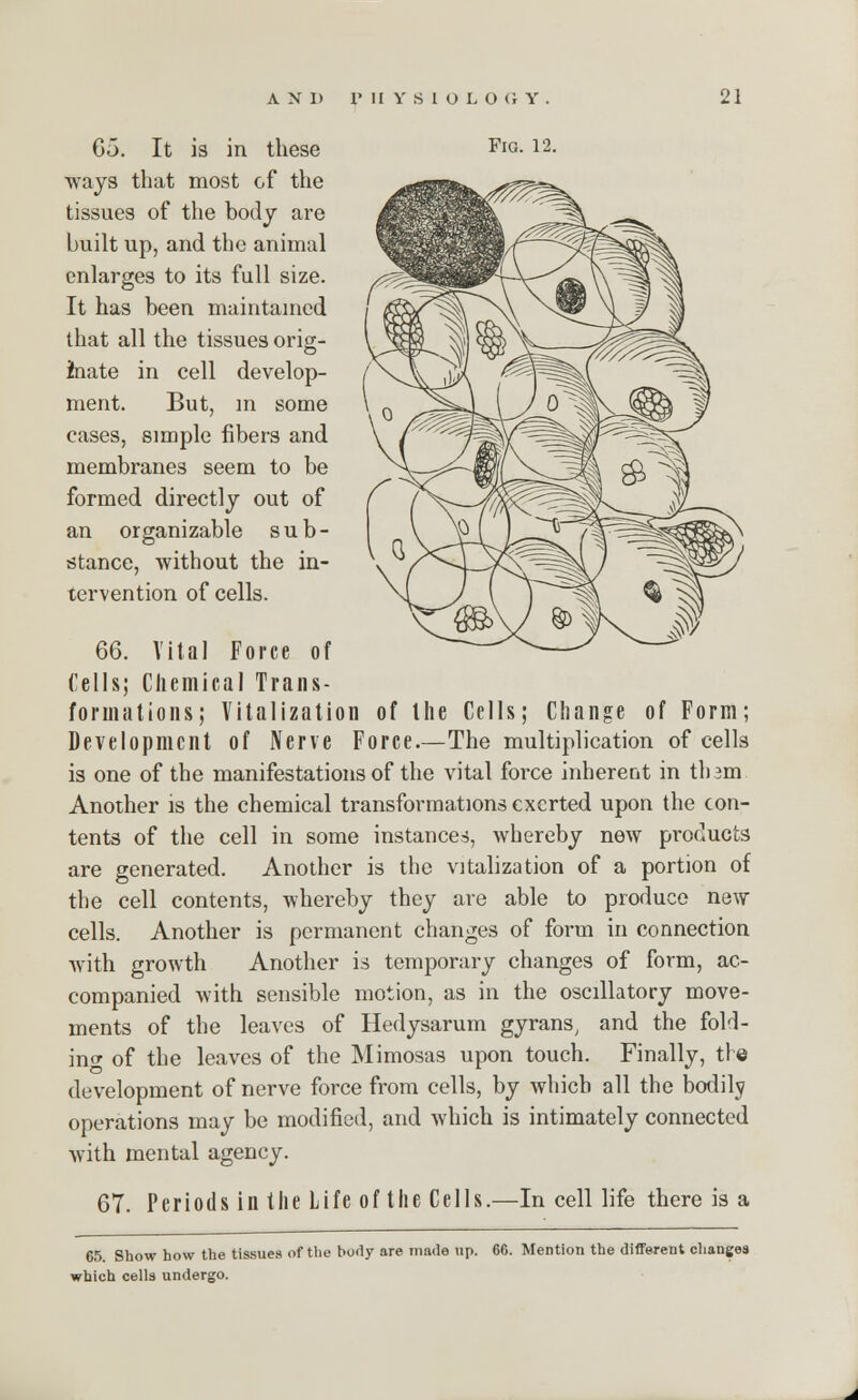 Fig. 12. 65. It is in these ways that most of the tissues of the body are built up, and the animal enlarges to its full size. It has been maintained that all the tissues orig- inate in cell develop- ment. But, in some cases, simple fibers and membranes seem to be formed directly out of an organizable s u b - stance, without the in- tervention of cells. 66. Vital Force of ('ells; Chemical Trans- formations; Vitalization of the Cells; Change of Form; Development of Nerve Force.—The multiplication of cells is one of the manifestations of the vital force inherent in tham Another is the chemical transformations exerted upon the con- tents of the cell in some instances, whereby new products are generated. Another is the vitalization of a portion of the cell contents, whereby they are able to produce new cells. Another is permanent changes of form in connection with growth Another is temporary changes of form, ac- companied with sensible motion, as in the oscillatory move- ments of the leaves of Hedysarum gyrans, and the fold- ing of the leaves of the Mimosas upon touch. Finally, the development of nerve force from cells, by which all the bodily operations may be modified, and which is intimately connected with mental agency. 67. Periods in the Life of the Cells.—In cell life there is a 65. Show how the tissues of the body are made up. 66. Mention the different changes which cells undergo.