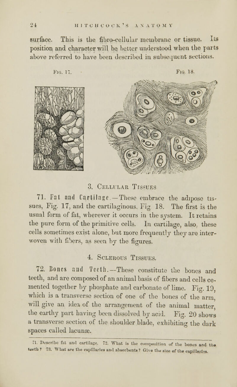 2i U I T C H COCK'S V N A T 0 M V surface. This is the fibro-eellular meuibrane or tissue. Its position and character will be better understood when the parts above referred to have been described in subsequent sections. Pig. 17. Fig. 18. 3. Cellular Tlssues 71. Fat and Cartilage —These embrace the adipose tis- sues, Fig. 17, and the cartilaginous. Fig 18. The first is the usual form of fat, wherever it occurs in the system. It retains the pure form of the primitive cells. In cartilage, also, these cells sometimes exist alone, but more frequently they are inter- woven with fibers, as seen by the figures. 4. Sclerous Tissues. 72. Bones and Tec til.—These constitute the bones and teeth, and are composed of an animal basis of fibers and cells ce- mented together by phosphate and carbonate of lime. Fi. 10 which is a transverse section of one of the bones of the arm will give an idea of the arrangement of the animal matter the earthy part having been dissolved by acid. Fig. 20 shows a transverse section of the shoulder blade, exhibiting the dark spaces called lacunas. Tl. Describe fat and cartilaqe. 72. What is the composition of the bones and tho