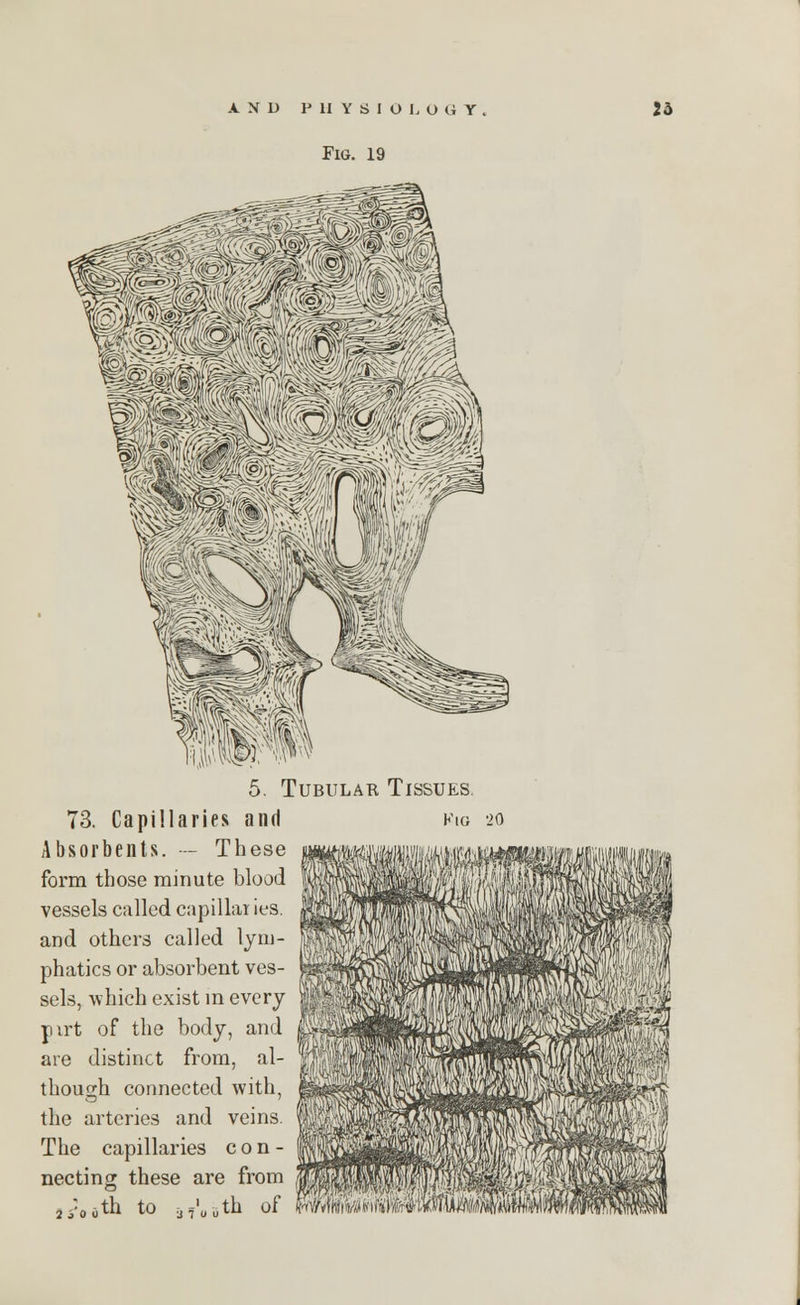 Fig. 19 Tubular Tissues 73. Capillaries and Absorbents. — These form those minute blood vessels called capillar ies. and others called lym- phatics or absorbent ves- sels, which exist in every pirt of the body, and are distinct from, al- though connected with, the arteries and veins. The capillaries con- necting; these are from Kig 20 ,th to ,th of iw'v