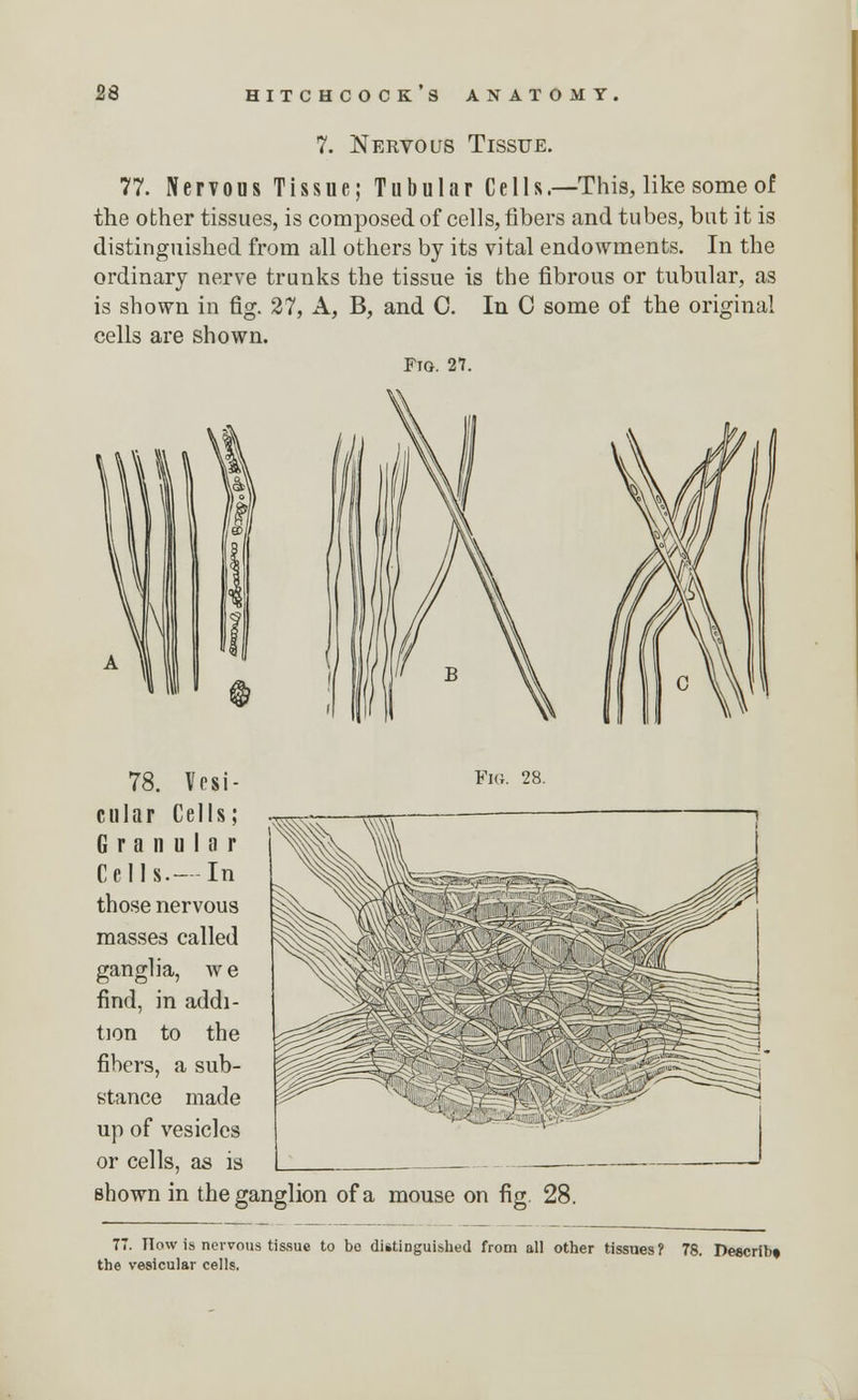 7. Nervous Tissue. 77. Nervous Tissue; Tubular Cells.—This, like some of the other tissues, is composed of cells, fibers and tubes, but it is distinguished from all others by its vital endowments. In the ordinary nerve trunks the tissue is the fibrous or tubular, as is shown in fig. 27, A, B, and C. In C some of the original cells are shown. Fig. 27. 78. Vesi- ft* 28. cular Cells; Granular Cells.- In those nervous masses called ganglia, w e find, in addi- tion to the fibers, a sub- stance made up of vesicles or cells, as is shown in the ganglion of a mouse on fig. 28. 77. How is nervous tissue to bo distinguished from all other tissues? 78. Describ* the vesicular cells.