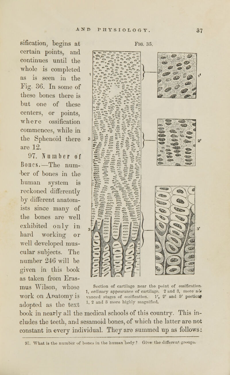 Fig. 35. sification, begins at certain points, and continues until the whole is completed as is seen in the Fig, 36. In some of these bones there is but one of these centers, or points, where ossification commences, while in the Sphenoid there are 12. 97. Number of Bones.—The num- ber of bones in the human system is reckoned differently by different anatom- ists since many of the bones are well exhibited only in hard working or well developed mus- cular subjects. The number 246 will be given in this book as taken from Eras- mus Wilson, whose work on Anatomy is adopted as the text book in nearly all the medical schools of this country. This in- cludes the teeth, and sesamoid bones, of which the latter are not constant in every individual. They are summed up as follows: Section of cartilage near the point of ossification. 1, ordinary appearance of cartilage. 2 and 3, more ad« vanced stages of o.-sification. V, 2' and 3' portion* 1, 2 and 3 more highly magnified. 97. What is the number of hones in the human body ? Give the different groups.