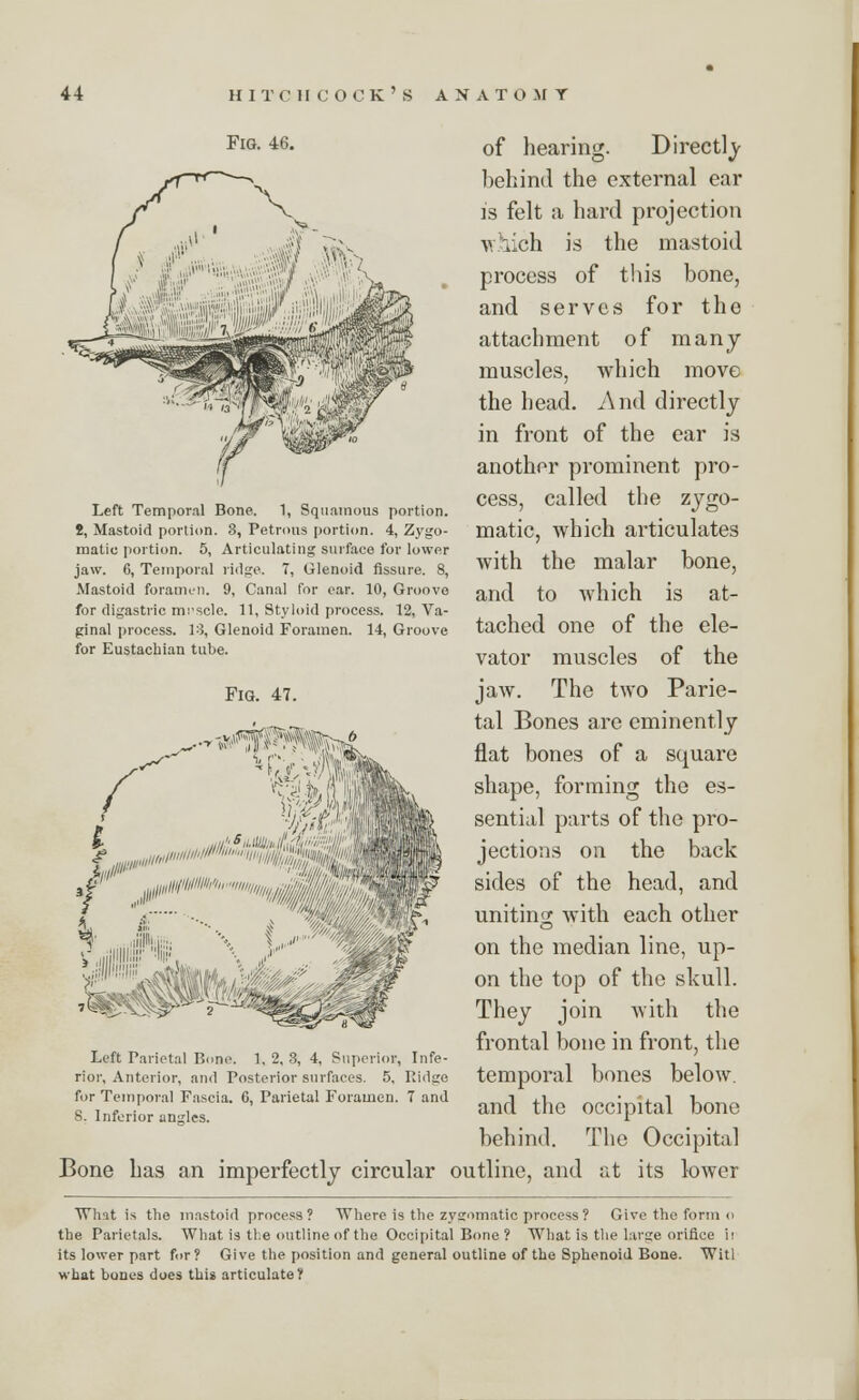 Left Temporal Bone. 1, Squamous portion. 2, Mastoid portion. 3, Petrous portion. 4, Zygo- matic portion. 5, Articulating surface for lower jaw. G, Temporal ridge. 7, Glenoid Assure. 8, Mastoid foramen. 9, Canal for ear. 10, Groove for digastric mi'scle. 11, Styloid process. 12, Va- ginal process. 18, Glenoid Foramen. 14, Groove for Eustachian tube. FlQ. 47. Fig. 46. 0f hearing. Directly behind the external ear is felt a hard projection which is the mastoid process of this bone, and serves for the attachment of many muscles, which move the head. And directly in front of the ear is another prominent pro- cess, called the zygo- matic, which articulates with the malar bone, and to which is at- tached one of the ele- vator muscles of the jaw. The two Parie- tal Bones are eminently flat bones of a square shape, forming the es- sential parts of the pro- jections on the back sides of the head, and uniting with each other on the median line, up- on the top of the skull. They join with the frontal bone in front, the temporal bones below. and the occipital bone behind. The Occipital Bone has an imperfectly circular outline, and at its lower What is the mastoid process? Where is the zygomatic process? Give the form o the Parietals. What is the outline of the Occipital Bone? What is tlie large orifice ii its lower part for? Give the position and general outline of the Sphenoid Bone. Witl what bones does this articulate? r 9- ,,,//'■s lite m^i^ Left Parietal Bone. 1, 2, 3, 4, Superior, Infe- rior, Anterior, and Posterior surfaces. 5, Ridge for Temporal Fascia. 6, Parietal Foramen. 7 and 8. Inferior angles.