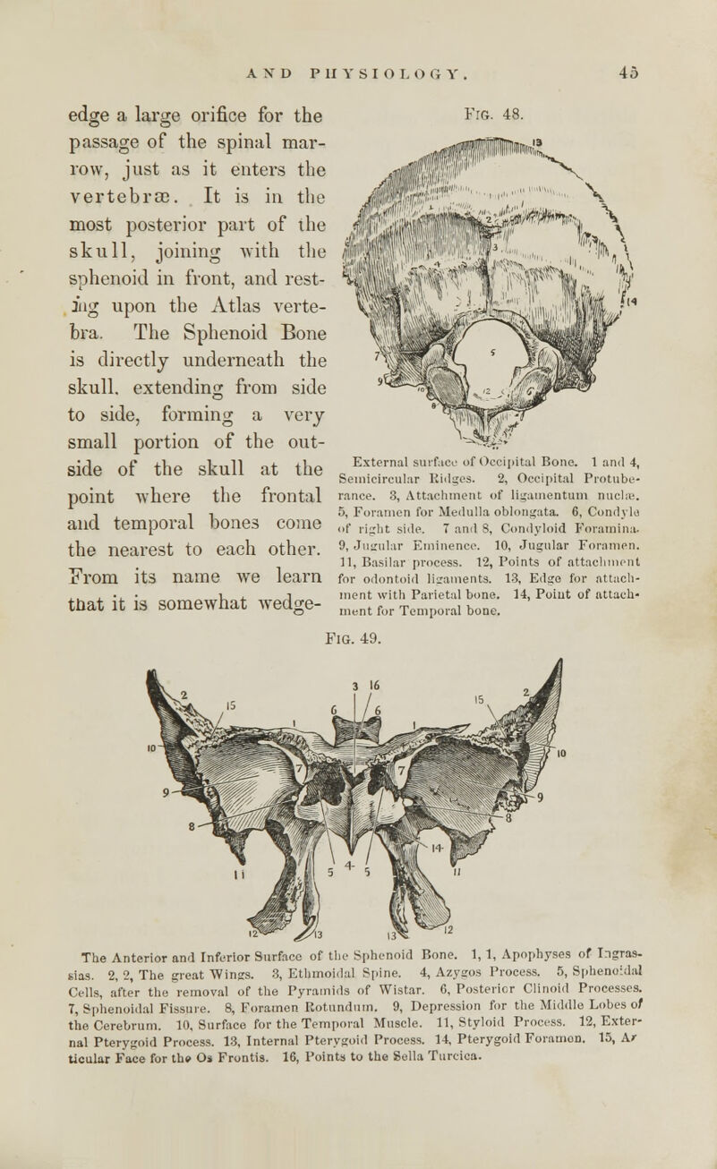 edge a large orifice for the passage of the spinal mar- row, just as it enters the vertebrae. It is in the most posterior part of the skull, joining with the sphenoid in front, and rest- ing upon the Atlas verte- bra. The Sphenoid Bone is directly underneath the skull, extending from side to side, forming a very small portion of the out- side of the skull at the point where the frontal and temporal bones come the nearest to each other. From its name we learn that it is somewhat wedge- Fig. 48. External surface of Occipital Bone. 1 and 4, Semicircular Ridges. 2, Occipital Protube- rance. 3, Attachment of ligamentum nuclfe. 5, Foramen for Medulla oblongata. 6, Condyle of right side. 7 ami S, Condyloid Foramina. 9, Jugular Eminence. 10, Jugular Foramen. 11, Basilar process. 12, Points of attachment for odontoid ligaments. 13, Edge for attach- ment with Parietal bone. 14, Point of attach- ment for Temporal bone. Fig. 49. The Anterior and Inferior Surface of the Sphenoid Bone. 1, 1, Apophyses of Ingras- s,ias. 2, 2, The great Wings. 3, Ethmoidal Spine. 4, Azysos Process. 5, Sphenoidal Cells, after the removal of the Pyramids of Wistar. 6, Posterior Clinoid Processes. T, Sphenoidal Fissure. 8, Foramen Rotundum. 9, Depression for the Middle Lobes of the Cerebrum. 10, Surface for the Temporal Muscle. 11, Styloid Process. 12, Exter- nal Pterygoid Process. 13, Internal Pterygoid Process. 14, Pterygoid Foramen. 15, Ar- ticular Face for the Os Frontis. 16, Points to the Sella Turcica.