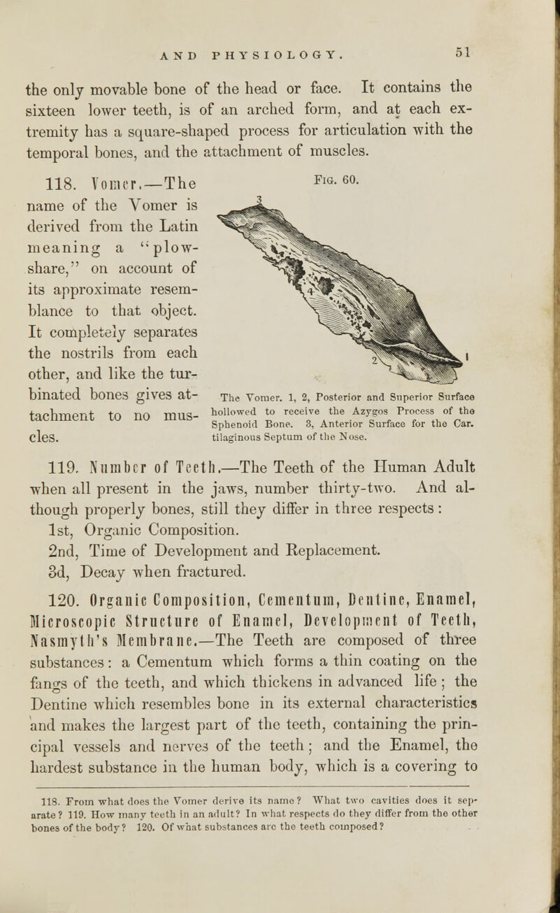 the only movable bone of the head or face. It contains the sixteen lower teeth, is of an arched form, and at each ex- tremity has a square-shaped process for articulation with the temporal bones, and the attachment of muscles. 118. Vomer.—The name of the Vomer is derived from the Latin meaning a u plow- share, on account of its approximate resem- blance to that object. It completely separates the nostrils from each other, and like the tur- binated bones gives at- tachment to no mus- cles. Fig. 60. The Vomer. 1, 2, Posterior and Superior Surface hollowed to receive the Azygos Process of the Sphenoid Bone. 3, Anterior Surface for the Car. tilaginous Septum of the Nose. 119. Number of Teeth.—The Teeth of the Human Adult when all present in the jaws, number thirty-two. And al- though properly bones, still they differ in three respects: 1st, Organic Composition. 2nd, Time of Development and Replacement. 3d, Decay when fractured. 120. Organic Composition, Cementum, Dentine, Enamel, Microscopic Structure of Enamel, Development of Teeth, Nasmyth's Membrane.—The Teeth are composed of three substances: a Cementum which forms a thin coating on the fano-s of the teeth, and which thickens in advanced life ; the Dentine which resembles bone in its external characteristics and makes the largest part of the teeth, containing the prin- cipal vessels and nerves of the teeth ; and the Enamel, the hardest substance in the human body, which is a covering to 118. From what does the Vomer derive its name? What two cavities does it sep- arate? 119. How many teeth in an adult? In what respects do they differ from the other bones of the body? 120. Of what substances arc the teeth composed?