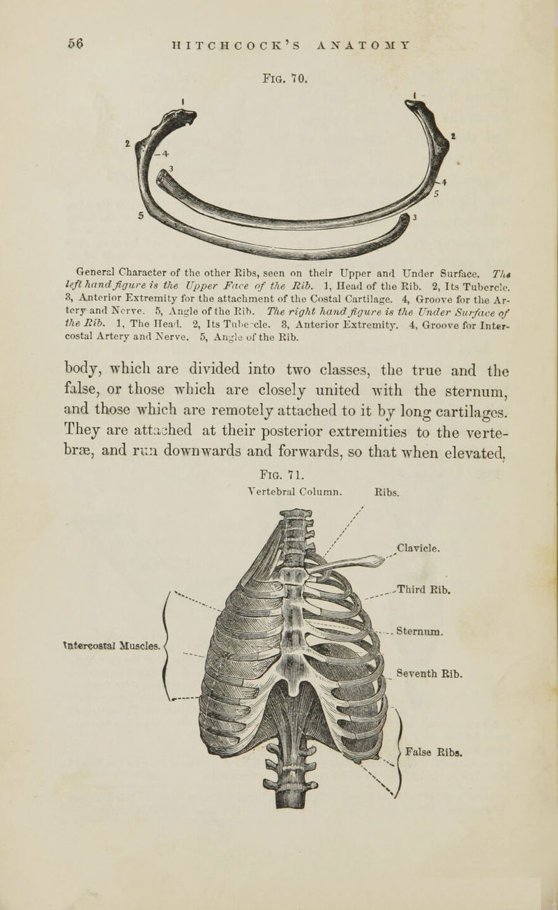 Fig. 70. General Character of the other Ribs, seen on their Upper and Under Surface. Th* left hand figure is the Upper Fare of the Rib. I, Head of the Bib. 2, Its Tubercle. 8, Anterior Extremity for the attachment of the Costal Cartilage. 4, Groove for the Ar- tery and Nerve. B, Angle of the Rib. The right hand figure is the Under Surface of the Bib. 1, The Ileal. 2, Its Tube cle. 3, Anterior Extremity. 4, Groove for Inter- costal Artery and Nerve. 5, Angle of the Kib. body, which are divided into two classes, the true and the false, or those which are closely united with the sternum, and those which are remotely attached to it by long cartilages. They are attached at their posterior extremities to the verte- brae, and run downwards and forwards, so that when elevated, Fig. 11. Vertebral Column. Ribs. intercostal Muscles. Clavicle. , .Third Rib. -- Sternum. Seventh Rib. False Ribs.
