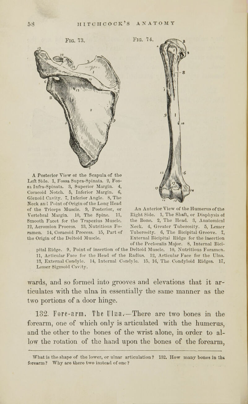 Fig. 13. Fig. 14. ■»■ > A Posterior View of the Scapula of the Left Side. 1, Fossa Supra-Spinata. 2, Fos- s.i Infra-Spinata. 3, Superior Margin. 4, Coraeoid Notch. 5, Inferior Margin. 6, Glenoid Cavity. 7, Inferior Angle. 8, The Neck and Point of Origin of the Long Head of the Triceps Muscle. 9, Posterior, or Vertebral Margin. 10, The Spine. 11, Smooth Facet for the Trapezius Muscle. 12, Acromion Process. 13, Nutritious Fo- ramen. 14, Coraeoid Process. 15, Part of the Origin of the Deltoid Muscle. An Anterior View of the Humerus of the Right Side. 1, The Shaft, or Diaphysis ol the Bone. 2, The Head. 3, Anatomical Neck. 4, Greater Tuberosity. 5, Lesser Tuberosity. 6, The Bicipital Groove. 7, External Bicipital Ridge for the insertion of the Pectoralis Major. 8, Internal Bici- pital Ridge. 9, Point of insertion of the Deltoid Muscle. 10, Nutritious Foramen. 11, Articular Face for the Head of the Radius. 12, Articular Face for the Ulna. 13, External Condyle. 14, Internal Condyle. 15, 16, The Condyloid Ridges. 17, Lesser Sigmoid Cavity. wards, and so formed into grooves and elevations that it ar- ticulates with the ulna in essentially the same manner as the two portions of a door hinge. 132. Fore-arm. The Ulna,—There are two bones in the forearm, one of which only is articulated with the humerus, and the other to the bones of the wrist alone, in order to al- low the rotation of the hand upon the bones of the forearm, What is the shape of the lower, or ulnar articulation ? 132. How many bones in th« forearm? Why are there two instead of one ?
