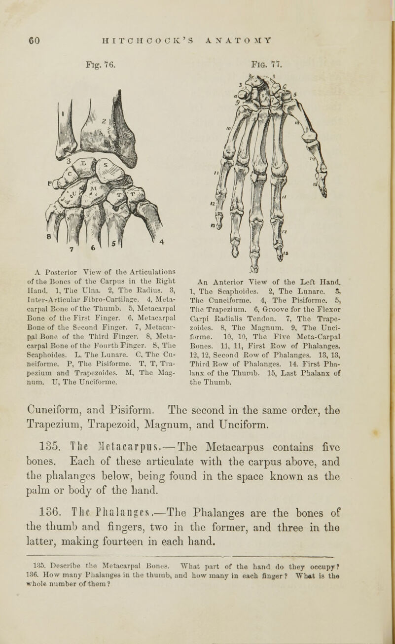 Fig. 76. Fig. 77. A Posterior View of the Articulations of the Bones of the Carpus in the Eight Hand. 1, The Ulna. 2, The Radius. 3, Inter-Articular Fibro-Cartilage. 4, Meta- carpal Bone of the Thumb. 5, Metacarpal Bone of the First Finger. G, Metacarpal Bone of the Second Finger. 7, Metacar- pal Bone of the Third Finger. 8, Meta- carpal Bone of the Fourth Finger. S, The Scaphoides. L. The Lunare. C, The Cu- neiforme. P, The Pisiforme. T, T, Tra- pezium and Trapezoides. M, The Mag- num. U, The Uneiforme. An Anterior View of the Left Hand. 1, The Scaphoides. 2, The Lunare. S, The Cuneiforme. 4, The Pisiforme. 5, The. Trapezium. G, Groove for the Flexor Carpi Radialis Tendon. 7, The Trape- zoides. 8, The Magnum. 9, The Unei- forme. 10, 10, The Five Meta-Carpal Bones. 11, 11, First Row of Phalanges. 12, 12, Second Eow of Phalanges. 13, 13, Third Row of Phalanges. 14. First Pha- lanx of the Thumb. 15, Last Phalanx of the Thumb. Cuneiform, and Pisiform. The second in the same order, the Trapezium, Trapezoid, Magnum, and Unciform. 135. The Metacarpus. — The Metacarpus contains five bones. Each of these articulate with the carpus above, and the phalanges below, being found in the space known as the palm or body of the hand. 136. The Phalanges.—The Phalanges are the bones of the thumb and fingers, two in the former, and three in the latter, making fourteen in each hand. 135. Describe the Metacarpal Dolus. What part of the hand do they occupy? 136. How many Phalanges in the thumb, and how many in each finger? Wh«t is the whole number of them?