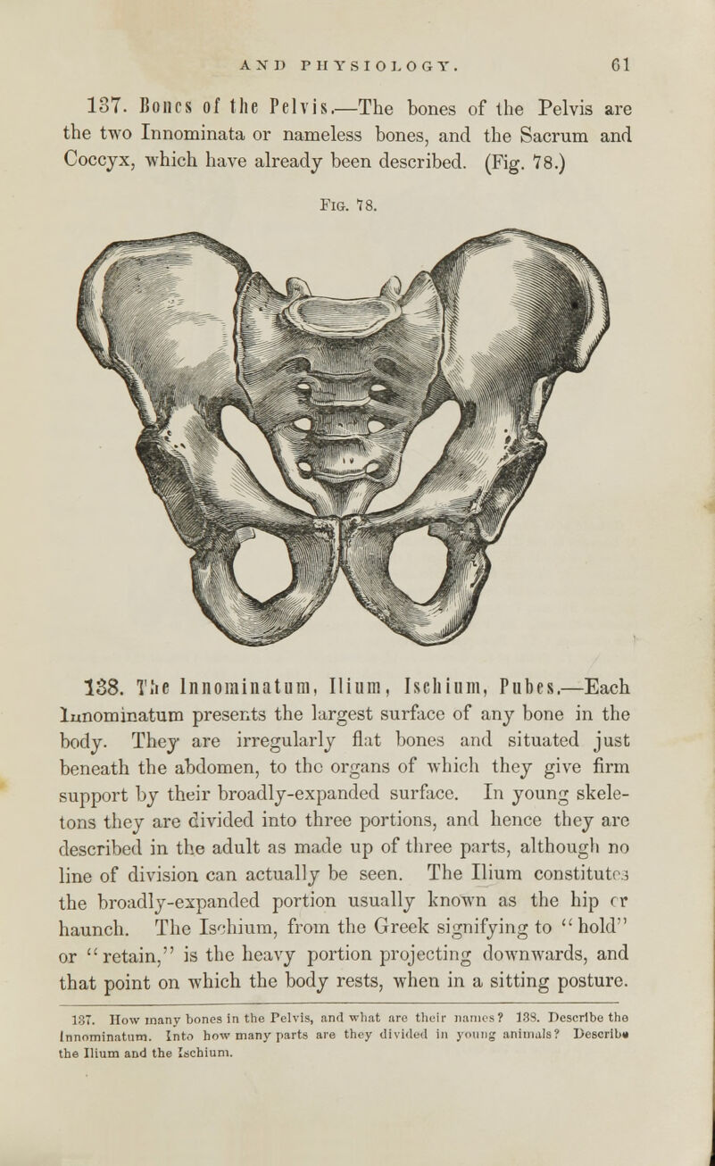 137. 15ones of the Pelvis.—The bones of the Pelvis are the two Innominata or nameless bones, and the Sacrum and Coccyx, which have already been described. (Fig. 78.) Fig. 78. 138. Tlie lnnominatum, Ilium, Ischium, Pubes.—Each lnnominatum presents the largest surface of any bone in the body. They are irregularly flat bones and situated just beneath the abdomen, to the organs of which they give firm support by their broadly-expanded surface. In young skele- tons they are divided into three portions, and hence they are described in the adult as made up of three parts, although no line of division can actually be seen. The Ilium constitutes the broadly-expanded portion usually known as the hip cr haunch. The Ischium, from the Greek signifying to hold or retain, is the heavy portion projecting downwards, and that point on which the body rests, when in a sitting posture. 137. How many bones in the Pelvis, and what are their names? 133. Describe the lnnominatum. Into how many parts are they divided in young animals? Describe the Ilium and the Ischium.