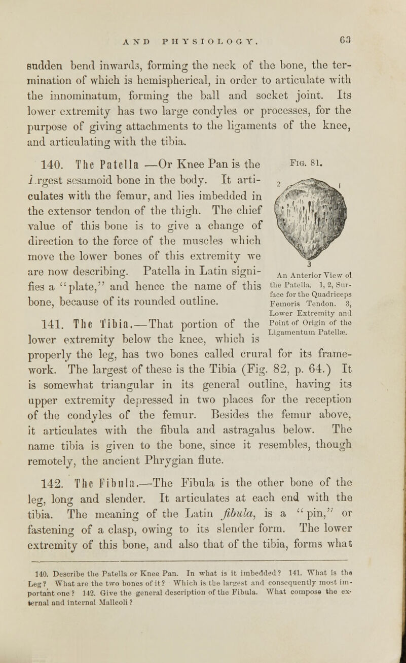 sudden bend inwards, forming the neck of the bone, the ter- mination of which is hemispherical, in order to articulate with the innominatum, forming the ball and socket joint. Its lower extremity has two large condyles or processes, for the purpose of giving attachments to the ligaments of the knee, and articulating with the tibia. 140. The Patella —Or Knee Pan is the Fig. 8i. i.rgest sesamoid bone in the body. It arti- culates with the femur, and lies imbedded in the extensor tendon of the thigh. The chief value of this bone is to give a change of direction to the force of the muscles which move the lower bones of this extremity we are now describing. Patella in Latin signi- An Anterior View ol fies a plate, and hence the name of this thePateiia. 1,2,Sur- - . .. face for tbe Quadriceps bone, because 01 its rounded outline. Femoru Tendon. 3, Lower Extremity and 141. The Tibia.—That portion of the Point of origin of the ... . . . . , . Ligamentum Patella}. lower extremity below the knee, winch is properly the leg, has two bones called crural for its frame- work. The largest of these is the Tibia (Fig. 82, p. 64.) It is somewhat triangular in its general outline, having its upper extremity depressed in two places for the reception of the condyles of the femur. Besides the femur above, it articulates with the fibula and astragalus below. The name tibia is given to the bone, since it resembles, though remotely, the ancient Phrygian flute. 142. The Fibula.—The Fibula is the other bone of the leo- lon^r and slender. It articulates at each end with the tibia. The meaning of the Latin fibula, is a  pin,,; or fastening of a clasp, owing to its slender form. The lower extremity of this bone, and also that of the tibia, forms what 140. Describe the Patella or Knee Pan. In what is it imbedded? 141. What is the Leg? What are the two bones of it? Which is tbe largest and consequently most im- portant one ? 142. Give the general description of the Fibula. What compose the ex- ternal and internal Malleoli ?