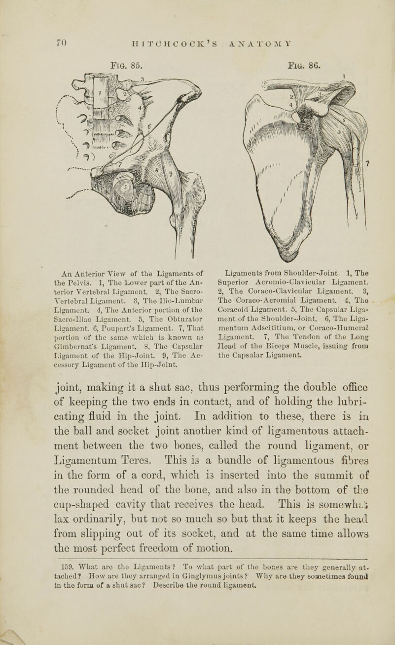 Fig. 85. Fig. 86. An Anterior View of the Ligaments of the Felvis. 1, The Lower part of the An- terior Vertebral Ligament. 2, The Sacro- Vertebral Ligament. 3, The Ilio-Lumbar Ligament. 4, The Anterior portion of tho Sacro-Hiac Ligament. 5, The Obturator Ligament. 6, Poupart's Ligament. 7, That portion of the same which is known as Gimbernat's Ligament. 8, The Capsular Ligament of the Hip-Joint. 9, Tlie Ac- cessory Ligament of the Hip-Joint. Ligaments from Shoulder-Joint 1, The Superior Acromioclavicular Ligament. 2, The Coraco-Clavicular Ligament. 8, The Coraco-Acromial Ligament. 4, The Coracoid Ligament. 5, The Capsular Liga- ment of the Shoulder-Joint. C, The Liga- mentum Adscititium, or Coraco-Humcral Ligament. 7, Tho Tendon of the Long Head of the Biceps Muscle, issuing from the Capsular Ligament. joint, making it a shut sac, thus performing the double office of keeping the two ends in contact, and of holding the lubri- cating fluid in the joint. In addition to these, there is in the ball and socket joint another kind of ligamentous attach- ment between the two bones, called the round ligament, or Ligamentum Teres. This is a bundle of ligamentous fibres in the form of a cord, which is inserted into the summit of the rounded head of the bone, and also in the bottom of the cup-shaped cavity that receives the head. This is somewln'j lax ordinarily, but not so much so but that it keeps the head from slipping out of its socket, and at the same time allows the most perfect freedom of motion. 159. What arc the Ligaments ? To what part of the bones a:-e they generally at- tached? How are they arranged in Ginglymus joints ? Why are they sometimes found in the form of a shut sac? Describe the round ligament.