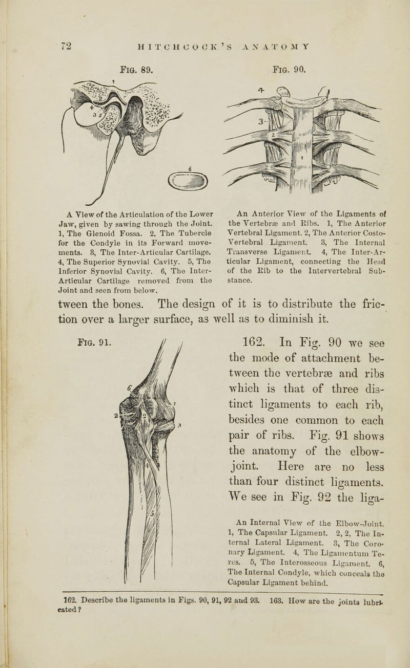 Fig. 89. Fig. 90. A View of the Articulation of the Lower Jaw, given by sawing through the Joint. 1, The Glenoid Fossa. 2, The Tubercle for the Condyle in its Forward move- ments. 8, The Inter-Articular Cartilage. 4, The Superior Synovial Cavity. 5, The Inferior Synovial Cavity. 6, The Inter- Articular Cartilage removed from the Joint and seen from below. An Anterior View of the Ligaments of the Vertebrae and Ribs. 1, The Anterior Vertebral Ligament. 2, The Anterior Costo- vertebral Ligament. 3, The Internal Transverse Ligament. 4, The Inter-Ar- ticular Ligament, connecting the Head of the Kib to the Intervertebral Sub- stance. tween the bones. The design of it is to distribute the fric- tion over a larger surface, as well as to diminish it. Fig. 91. 162. In Fig. 90 we see the mode of attachment be- tween the vertebrae and ribs which is that of three dis- tinct ligaments to each rib, besides one common to each pair of ribs. Fig. 91 shows the anatomy of the elbow- joint. Here are no less than four distinct ligaments. We see in Fig. 92 the li^a- An Internal View of the Elbow-Joint. 1, The Capsular Ligament. 2, 2, The In- ternal Lateral Ligament. 3, The Coro- nary Ligament. 4, The Ligamentum Te- res. 5, The Interosseous Ligament. 6, The Internal Condyle, which conceals the Capsular Ligament behind. 162. Describe the ligaments in Figs. cated? 0, 91, 92 and 93. 163. How are the joints lubrJ.