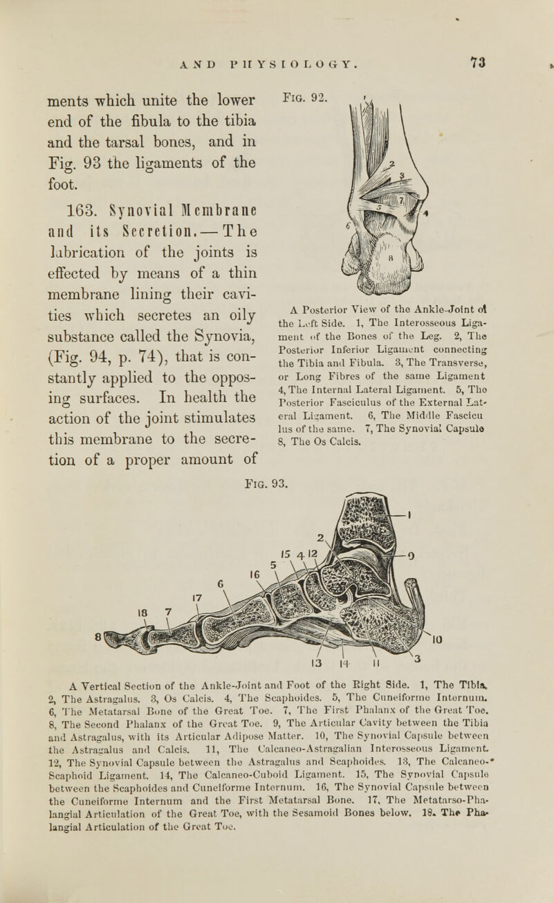 ments which unite the lower end of the fibula to the tibia and the tarsal bones, and in Fig. 93 the ligaments of the foot. 163. Synovial Membrane and its Secretion. — The labrication of the joints is effected by means of a thin membrane lining their cavi- ties which secretes an oily substance called the Synovia, (Fig. 94, p. 74), that is con- stantly applied to the oppos- ing surfaces. In health the action of the joint stimulates this membrane to the secre- tion of a proper amount of Fig Fig. 92. A Posterior View of the Ankle-Joint ol the Loft Side. 1, The Interosseous Liga- ment of the Bones of the Leg. 2, The Posterior Inferior Ligament connecting the Tibia and Fibula. 3, The Transverse, or Long Fibres of the same Ligament 4, The Internal Lateral Ligament. 5, Tho Posterior Fasciculus of the External Lat- eral Liuament. 6, The Middle Fascicu lus of the same. 7, The Synovial Capsule 8, The Os Calcis. A Vertical Section of the Ankle-Joint and Foot of the Eight Side. 1, The Tibia. 2, The Astragalus. 3, Os Calcis. 4, The Scaphoides. 5, The Cuneiforme Internum. 0, The Metatarsal Bone of the Great Toe. 7, The First Phalanx of the Great Toe. 8, The Second Phalanx of the Great Toe. 9, The Articular Cavity between the Tibia and Astragalus, with its Articular Adipose Matter. 10, The Synovial Capsule between the Astragalus and Calcis. 11, The Calcaneo-Astragalian Interosseous Ligament. 12, The Synovial Capsule between the Astragalus and Scaphoides. 13, The Calcaneo-* Scaphoid Ligament. 14, The Calcaneo-Cuboid Ligament. 15, The Synovial Capsule between the Scaphoides and Cuneiforme Internum. 10, The Synovial Capsule between the Cuneiforme Internum and the First Metatarsal Bone. 17, The Metatarso-Pha- langial Articulation of the Great. Toe, with the Sesamoid Bones below. 18. The Pha- langial Articulation of the Great Toe.