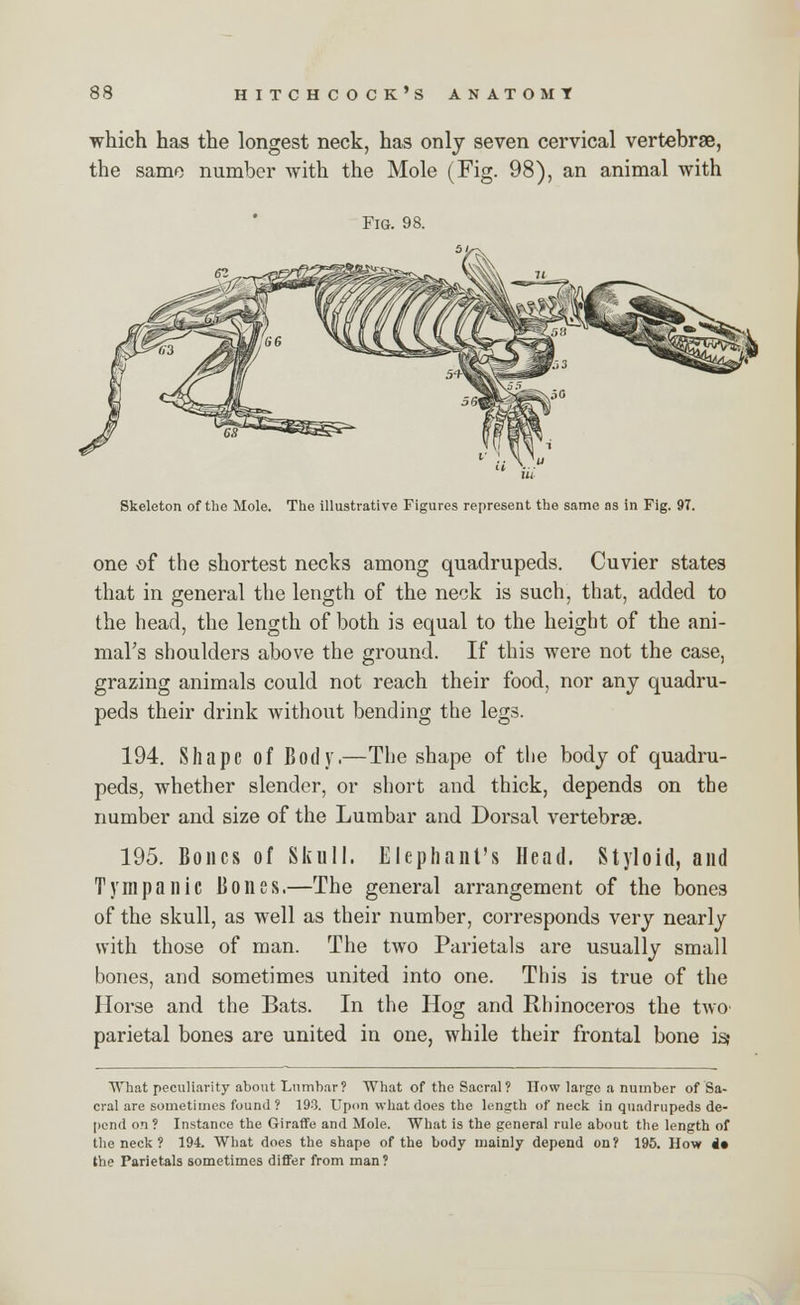 which has the longest neck, has only seven cervical vertebrae, the same number with the Mole (Fig. 98), an animal with Fig. 98. Skeleton of the Mole. The illustrative Figures represent the same as in Fig. 97. one of the shortest necks among quadrupeds. Cuvier states that in general the length of the neck is such, that, added to the head, the length of both is equal to the height of the ani- mal's shoulders above the ground. If this were not the case, grazing animals could not reach their food, nor any quadru- peds their drink without bending the legs. 194. Shape of Body.—The shape of the body of quadru- peds, whether slender, or short and thick, depends on the number and size of the Lumbar and Dorsal vertebrae. 195. Bones of Skull. Elephant's Head. Styloid, and Tympanic Bones.—The general arrangement of the bones of the skull, as well as their number, corresponds very nearly with those of man. The two Parietals are usually small bones, and sometimes united into one. This is true of the Horse and the Bats. In the Hog and Rhinoceros the two' parietal bones are united in one, while their frontal bone is? Wliat peculiarity about Lumbar? What of the Sacral ? How large a number of Sa- cral are sometimes found ? 19-3. Upon what does the length of neck in quadrupeds de- pend on ? Instance the Giraffe and Mole. What is the general rule about the length of the neck ? 194. What does the shape of the body mainly depend on? 195. How it the Parietals sometimes differ from man?