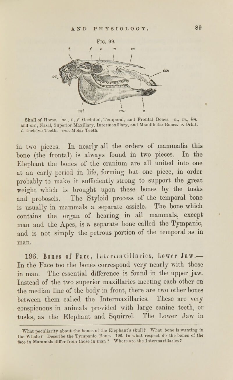 Skull of Tlorse. oc, t.,f. Occipital, Temporal, and Frontal Bones, n., m., im. and mi., Nasal, Superior Maxillary, Intermaxillary, and Mandibular Bones, o. Orbit. i. Incisive Teeth, mo. Molar Teeth. in two pieces. In nearly all the orders of mammalia this bone (the frontal) is always found in two pieces. In the Elephant the bones of the cranium are all united into one at an early period in life, forming but one piece, in order probably to make it sufficiently strong to support the great weight which is brought upon these bones by the tusks and proboscis. The Styloid process of the temporal bone is usually in mammals a separate ossicle. The bone which contains the organ of hearing in ail mammals, except man and the Apes, is a separate bone called the Tympanic, and is not simply the petrous portion of the temporal as in man. 196. Bones of Face. Iiiteriiiaxillaries, Lower Jaw.— In the Face too the bones correspond very nearly with those in man. The essential difference is found in the upper jaw. Instead of the two superior maxillaries meeting each other on the median line of the body in front, there are two other bones between them calied the Intermaxillaries. These are very conspicuous in animals provided with large canine teeth, or tusks, as the Elephant and Squirrel. The Lower Jaw in What peculiarity about the bones of the Elephant's skull? What bone Is wanting in the Whale? Describe the Tympanic Bone. 19fi. In what respect do the bones of the face in Mammals differ from those in man ? Where are the Intermaxillaries ?