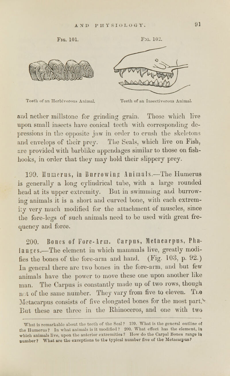 Fig. 101. F:g. 102. 91 Teeth of an Herbivorous Animal. Teeth of an Insectivorous Animal. and nether millstone for grinding grain. Those which live upon small insects have conical teeth with corresponding de- pressions in the opposite jaw in order to crush the skeletons and envelops of their prey. The Seals, which live on Fish, are provided with barblike appendages similar to those on fish- hooks, in order that they may hold their slippery prey. 199. Humerus, in Burro win? Animals.—The Humerus is generally a long cylindrical tube, with a large rounded head at its upper extremity. But in swimming and burrow- in o* animals it is a short and curved bone, with each extrem- ity very much modified for the attachment of muscles, since the fore-legs of such animals need to be used with great fre- quency and force. 200. Bones of Fore-Arm. Carpus, Metacarpus, Pha- langes.—The element in which mammals live, greatly modi- fies the bones of the fore-arm and hand. (Fig. 103, p. 92.) In general there are two bones in the fore-arm, and but few animals have the power to move these one upon another like man. The Carpus is constantly made up of two rows, though not of the same number. They vary from five to eleven. TYe Metacarpus consists of five elongated bones for the most part> But these are three in the Rhinoceros, and one with two What is remarkable about the teeth of the Seal ? 199. What is the general outline ol tl'.e Humerus? In what animals is it modified? 200. What effect has the element, in which animals live, upon the anterior extremities? How do the Carpal Bones range iq number? What are the exceptions to tt« typical number five of the Metacarpus?