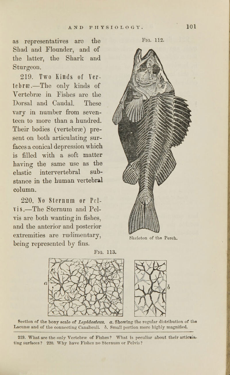 as representatives are the Fig. 112. Shad and Flounder, and of the latter, the Shark and Sturgeon. 219. Two Kinds of Ver- tebra.—The only kinds of Vertebrae in Fishes are the Dorsal and Caudal. These vary in number from seven- teen to more than a hundred. Their bodies (vertebrae) pre- sent on both articulating sur- faces a conical depression which is filled with a soft matter having the same use as the elastic intervertebral sub- stance in the human vertebral column. 220. No Sternum or Pcl- V i s.—The Sternum and Pel- vis are both wanting in fishes, and the anterior and posterior extremities are rudimentary, skeleton of the Perch, being represented by fins. Fig. 113. Section of the bony scale of Lepidosteus. a. Showing the regular distribution of the Lacunae and of the connecting Canaliculi. I. Small portion more highly magnified. 219. What are the only Vertebra! of Fishes? What is peculiar about their articula- ting surfaces ? 220. Why have Fishes no Sternum or Pelvis ?