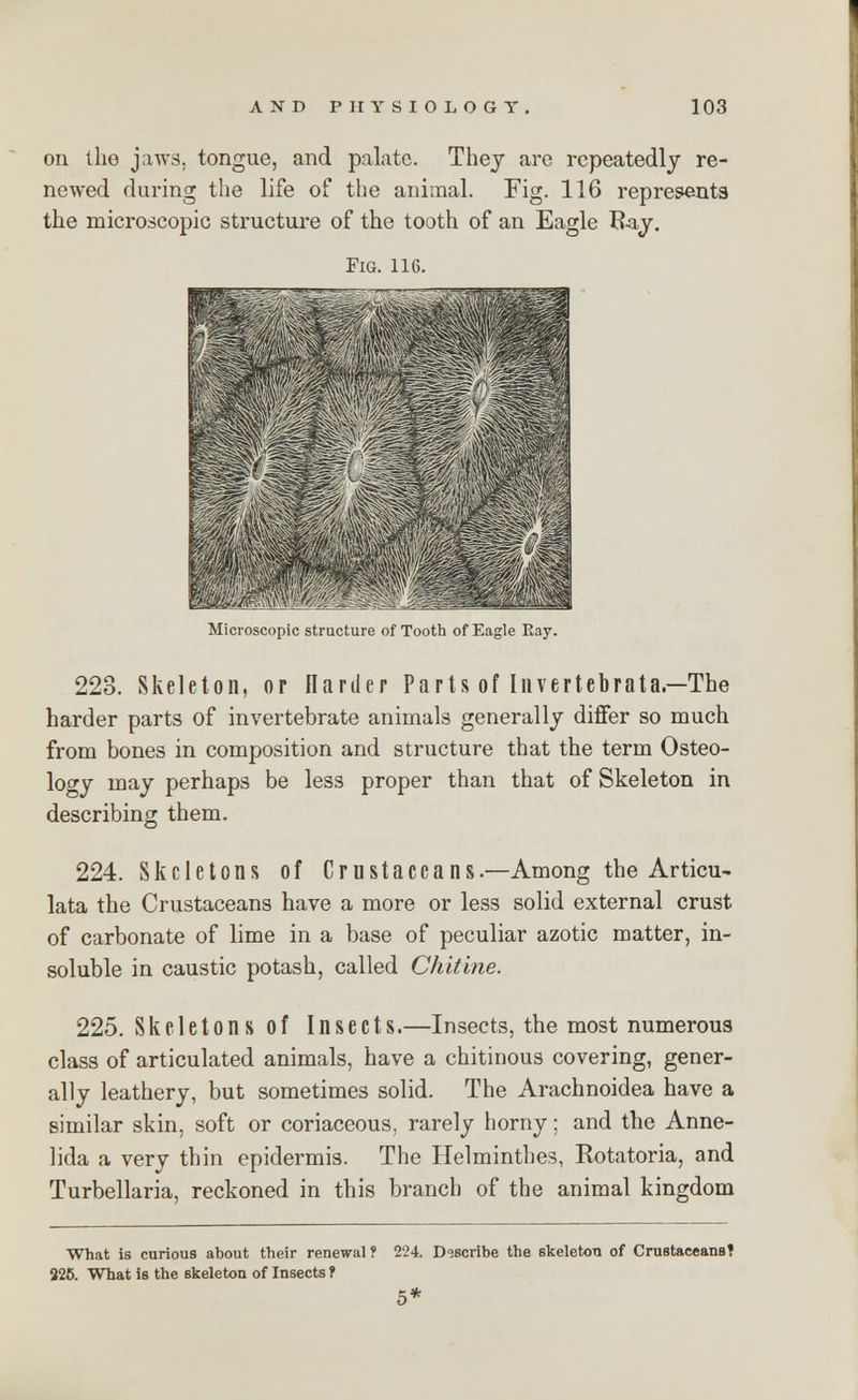 on the jaws, tongue, and palate. They are repeatedly re- newed during the life of the animal. Fig. 116 represents the microscopic structure of the tooth of an Eagle Ray. Fig. 116. Microscopic structure of Tooth of Eagle Bay. 223. Skeleton, or Ilariler Parts of Invertebrata—The harder parts of invertebrate animals generally differ so much from bones in composition and structure that the term Osteo- logy may perhaps be less proper than that of Skeleton in describing them. 224. Skeletons of Crustaceans.—Among the Articu- lata the Crustaceans have a more or less solid external crust of carbonate of lime in a base of peculiar azotic matter, in- soluble in caustic potash, called Chitine. 225. Skeletons of Insects.—Insects, the most numerous class of articulated animals, have a chitinous covering, gener- ally leathery, but sometimes solid. The Arachnoidea have a similar skin, soft or coriaceous, rarely horny; and the Anne- lida a very thin epidermis. The Helminthes, Rotatoria, and Turbellaria, reckoned in this branch of the animal kingdom What is curious about their renewal ? 325. What is the skeleton of Insects f 224. Describe the skeleton of Crustaceans?