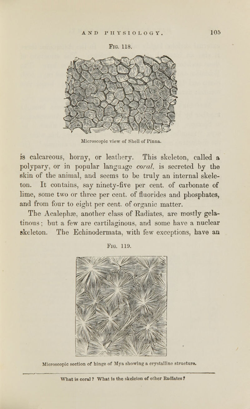 Fig. 118. Microscopic view of Shell of Pinna. is calcareous, horny, or leathery. This skeleton, called a polypary, or in popular language coral, is secreted by the skin of the animal, and seems to be truly an internal skele- ton. It contains, say ninety-five per cent, of carbonate of lime, some two or three per cent, of fluorides and phosphates, and from four to eight per cent, of organic matter. The Acalephse, another class of Radiates, are mostly gela- tinous : but a few are cartilaginous, and some have a nuclear skeleton. The Echinodermata, with few exceptions, have an Fig. 119. '■■■ Microscopic section of hinge of Mya showing a crystalline structure. What is coral ? What is the skeleton of other Radiates f