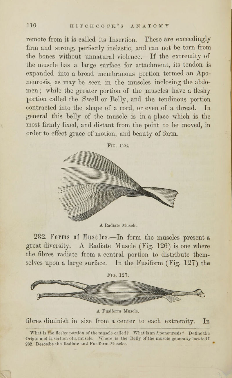 remote from it is called its Insertion. These are exceedingly firm and strong, perfectly inelastic, and can not be torn from the bones without unnatural violence. If the extremity of the muscle has a large surface for attachment, its tendon is expanded into a broad membranous portion termed an Apo- neurosis, as may be seen in the muscles inclosing the abdo- men ; while the greater portion of the muscles have a fleshy portion called the Swell or Belly, and the tendinous portion contracted into the shape of a cord, or even of a thread. In general this belly of the muscle is in a place which is the most firmly fixed, and distant from the point to be moved, in order to effect grace of motion, and beauty of form. Fig. 126. A Radiate Muscle. 232. Forms of Muscles.—In form the muscles present a great diversity. A Radiate Muscle (Fig. 126) is one where the fibres radiate from a central portion to distribute them- selves upon a large surface. In the Fusiform (Fig. 127) the Fig. 127. A Fusiform Muscle. fibres diminish in size from a center to each extremity. In What is the fleshy portion of the muscle called? What is an Aponeurosis? Define the Origin and Insertion of a muscle. Where is the Belly of the muscle generally located? 232. Describe the Radiate and Fusiform Muscles.