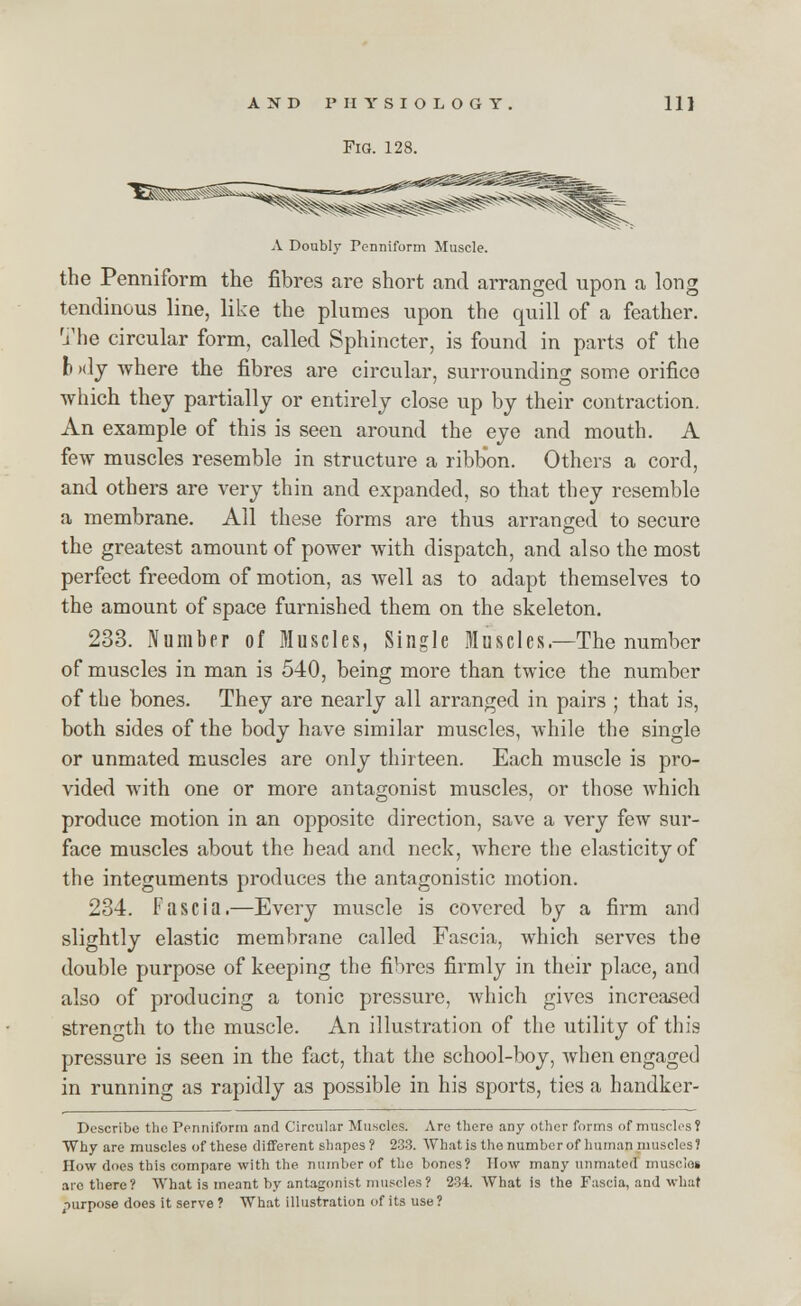 Fig. 128. A Doubly Penniform Muscle. the Penniform the fibres are short and arranged upon a long tendinous line, like the plumes upon the quill of a feather. The circular form, called Sphincter, is found in parts of the b >dy where the fibres are circular, surrounding some orifice which they partially or entirely close up by their contraction. An example of this is seen around the eye and mouth. A few muscles resemble in structure a ribbon. Others a cord, and others are very thin and expanded, so that they resemble a membrane. All these forms are thus arranged to secure the greatest amount of power with dispatch, and also the most perfect freedom of motion, as well as to adapt themselves to the amount of space furnished them on the skeleton. 233. Number of Muscles, Single Muscles.—The number of muscles in man is 540, being more than twice the number of the bones. They are nearly all arranged in pairs ; that is, both sides of the body have similar muscles, while the single or unmated muscles are only thirteen. Each muscle is pro- vided with one or more antagonist muscles, or those which produce motion in an opposite direction, save a very few sur- face muscles about the head and neck, where the elasticity of the integuments produces the antagonistic motion. 234. Fascia.—Every muscle is covered by a firm and slightly elastic membrane called Fascia, which serves the double purpose of keeping the fibres firmly in their place, and also of producing a tonic pressure, which gives increased strength to the muscle. An illustration of the utility of this pressure is seen in the fact, that the school-boy, when engaged in running as rapidly as possible in his sports, ties a handker- Describo the Penniform and Circular Muscles. Are there any other forms of muscles? Why are muscles of these different shapes? 233. What is the number of human muscles) How does this compare with the number of the bones? How many unmated muscles are there? What is meant by antagonist muscles? 234. What is the Fascia, and what purpose does it serve ? What illustration of its use?