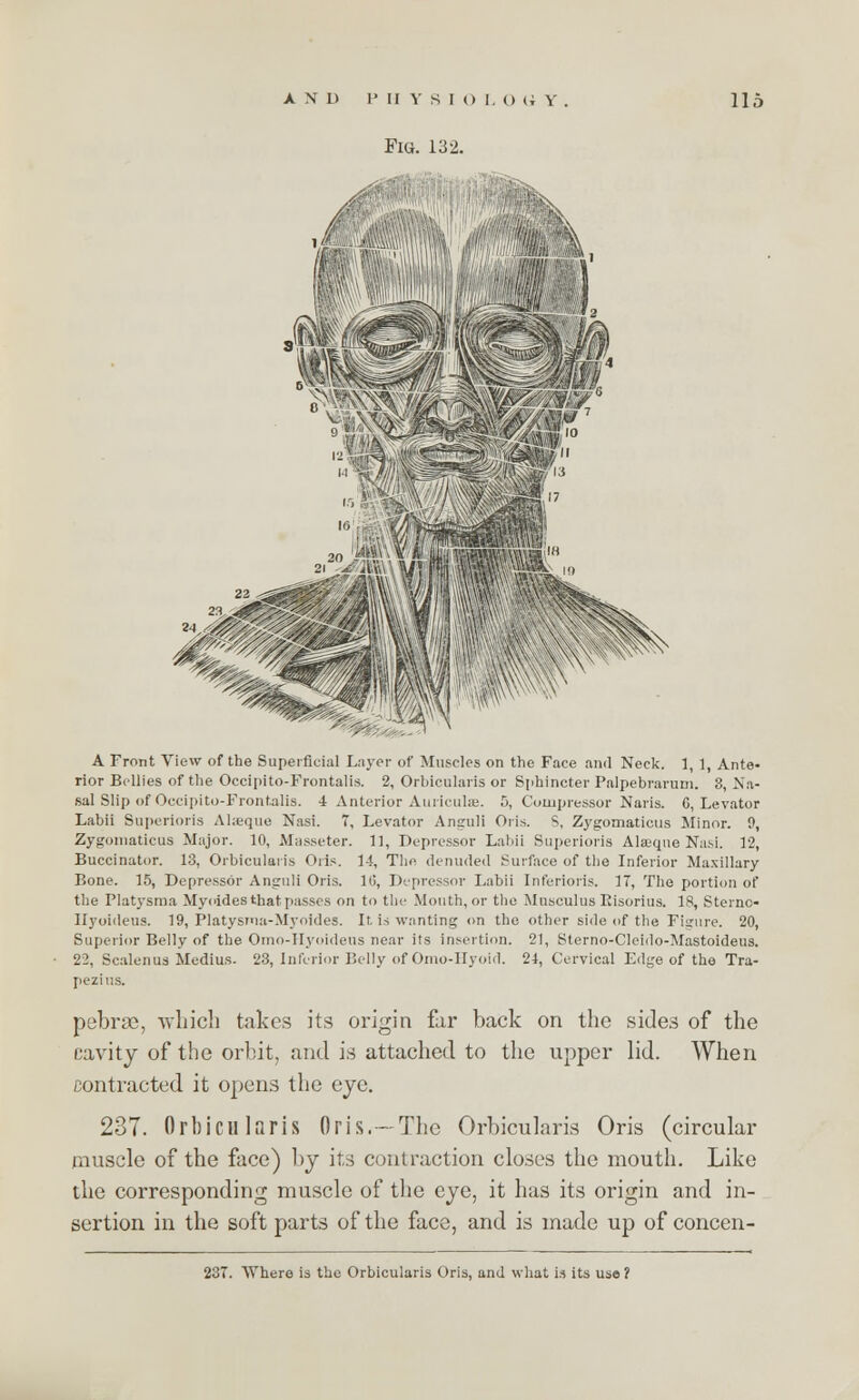 AND PHYSIOLO <i Y . Fig. 132. 115 VAfffiSLunifii' ffllWW A Front View of the Superficial Layer of Muscles on the Face and Neck. 1, 1, Ante- rior Bellies of the Occipito-Frontalis. 2, Orbicularis or Sphincter Palpebrarum. 3, Na- sal Slip of Occipito-Frontalis. 4 Anterior Auriculae. 5, Compressor Naris. G, Levator Labii Superioris Alseque Nasi. 7, Levator Anguli Oris. S, Zygomaticus Minor. 9, Zygomaticus Major. 10, Masseter. 11, Depressor Labii Superioris Alseque Nasi. 12, Buccinator. 13, Orbicularis Oris. 1-1, The denuded Surface of the Inferior Maxillary Bone. 15, Depressor Anguli Oris. 16, Depressor Labii Inferioris. 17, The portion of the Platysma Myoides that passes on to the Mouth, or the Mnsculus Eisoritis. 18, Sternc- Hyoideus. 19, Platysnia-Myoides. It is wanting on the other side of the Figure. 20, Superior Belly of the Omo-IIyoideus near its insertion. 21, Sterno-Cleido-Mastoideus. 22, Scalenus Medius- 23, Inferior Belly of Oino-IIyoid. 24, Cervical Edge of the Tra- pezius. pebrse, which takes its origin far back on the sides of the cavity of the orbit, and is attached to the upper lid. When contracted it opens the eye. 237. Orbicularis Oris.-The Orbicularis Oris (circular muscle of the face) by its contraction closes the mouth. Like the corresponding muscle of the eye, it has its origin and in- sertion in the soft parts of the face, and is made up of concen-