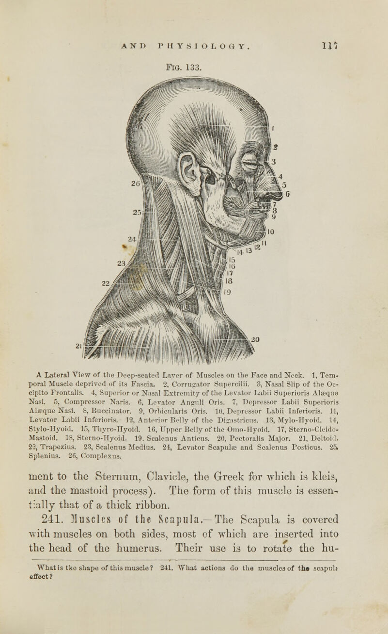 Fig. 133. A Lateral View of the Deep-seated Layer of Muscles on the. Face and Keck. 1, Tem- poral Muscle deprived of its Fascia. 2, Corrugator Supercilii. 3, Nasal Slip of the Oc- cipito Frontalis. 4, Superior or Nasal Extremity of the Levator Labii Superioris Alsequo Nasi. 5, Compressor Naris. 6, Levator Ansnli Oris. T. Depressor Labii Superioris Al*que Nasi. 8, Buccinator. 0, Orbicularis Oris. 10. Depressor Labii Inferioris. 11, Levator Labii Inferioris. 12, Anterior Belly of the Disastricus. 13, Mylo-IIyoid. 14, Stylo-IIyoid. 15, Thyro-IIyoid. 16, Upper Belly of the Omo-IIyoid. 17, Sterno-Cleido. Mastoid. IS, Sterno-IIyoid. 19. Scalenus Amicus. 20, Pectoralis Major. 21, Deltoid. 22, Trapezius. 23, Scalenus Medius. 24, Levator Scapulae and Scalenus Posticus. 25. Splenius. 26, Complexus. inent to the Sternum, Clavicle, the Greek for which is kleis, and the mastoid process). The form of this muscle is essen- tially that of a thick ribbon. 241. Muscles of the Scapula—The Scapula is covered with muscles on both sides, most of which are inserted into the head of the humerus. Their use is to rotate the hu- What is the shape of this muscle? 241. What actions do the muscles of tha scapuh effect?