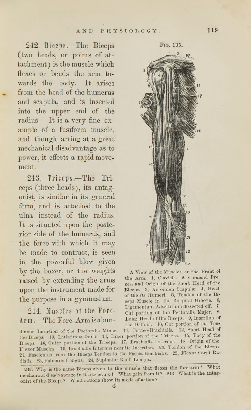 242. Biceps.—The Biceps Fio. 135. (two heads, or points of at- tachment) is the muscle which flexes or bends the arm to- Avards the body. It arises from the head of the humerus and scapula, and is inserted into the upper end of the radius. It is a very fine ex- ample of a fusiform muscle, and though acting at a great mechanical disadvantage as to power, it effects a rapid move- ment. 243. Triceps.—The Tri- ceps (three heads), its antag- onist, is similar in its general form, and is attached to the ulna instead of the radius. It is situated upon the poste- rior side of the humerus, and the force with which it may be made to contract, is seen in the powerful blow given by the boxer, or the weights raised by extending the arms upon the instrument made for the purpose in a gymnasium. 244. Muscles of the Forc- A r in.—The Fore-Arm is abun- the Biceps. 13, Latissimus Dorsi. 14, Inner portion of the Triceps. 15, Body of the Biceps. 16, Outer portion of the Triceps. 17, Brachialis Interims. 13, Origin of the Flexor Muscles. 19, Brachialis Interims near its Insertion. 20, Tendon of the Biceps. 21, Fasciculus from the Biceps Tendon to the Fascia Brachialis. 22, Flexor Carpi Ba- dialis. 23, Palniaris Longus. 24, Supinator Radii Longus. 242. Why is the name Biceps given to the muscle that flexes the fore-arm ? What mechanical disadvantase in its structure? What gain from it? 243. What is the antag- onist of the Biceps? What actions show its mode of action ? U A View of the Muscles on the Front of the Arm. 1, Clavicle. 2, Coracoid Pro cess and Origin of the Short Head of the Biceps. 3, Acromion Scapulae. 4, Head of the Os Humeri. 5, Tendon of the Bi- ceps Muscle in the Bicipital Groove. C, Ligamentum Adscititium dissected off. 7, Cut portion of the Pectoralis Major. S. Long Head of the Biceps. 9, Insertion of the Deltoid. 10, Cut portion of the Ten-