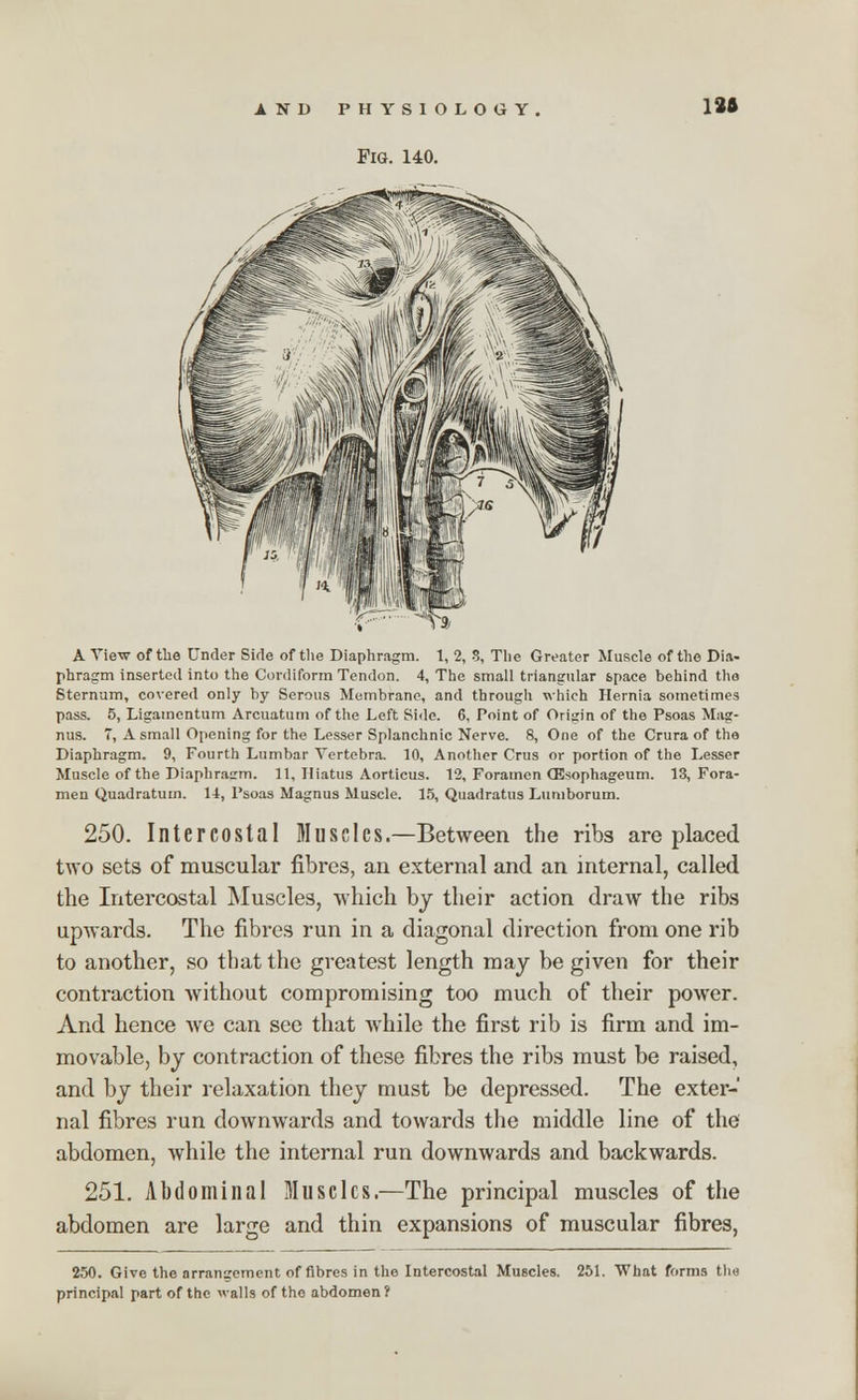 Fig. 14=0. 12ft A View of the Under Side of the Diaphragm. 1, 2, 8, The Greater Muscle of the Dia- phragm inserted into the Cordifonn Tendon. 4, The small triangular space behind the Sternum, covered only by Serous Membrane, and through which Hernia sometimes pass. 5, Ligamentum Arcuatum of the Left Side. 6, Point of Origin of the Psoas Mag- nus. 7, A small Opening for the Lesser Splanchnic Nerve. 8, One of the Crura of the Diaphragm. 9, Fourth Lumbar Vertebra. 10, Another Crus or portion of the Lesser Muscle of the Diaphragm. 11, Hiatus Aorticus. 12, Foramen Qlsophageum. 13, Fora- men Quadraturn. 14, Psoas Magnus Muscle. 15, Quadratus Lumborum. 250. Intercostal Muscles.—Between the ribs are placed two sets of muscular fibres, an external and an internal, called the Intercostal Muscles, which by their action draw the ribs upwards. The fibres run in a diagonal direction from one rib to another, so that the greatest length may be given for their contraction without compromising too much of their power. And hence we can see that while the first rib is firm and im- movable, by contraction of these fibres the ribs must be raised, and by their relaxation they must be depressed. The exter- nal fibres run downwards and towards the middle line of the abdomen, while the internal run downwards and backwards. 251. Abdominal Muscles.—The principal muscles of the abdomen are large and thin expansions of muscular fibres, 250. Give the arrangement of fibres in the Intercostal Muscles. 251. What forms the principal part of the walls of the abdomen?