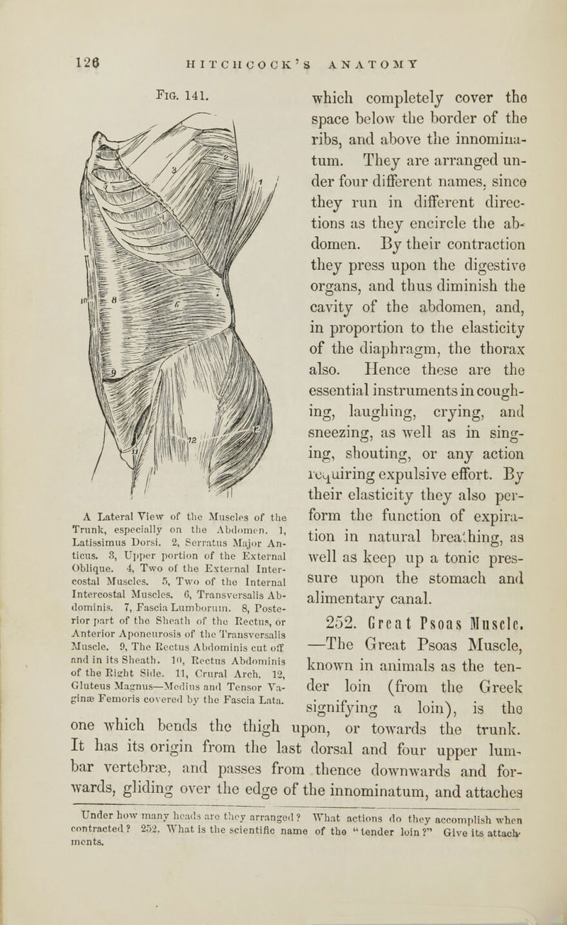 FlG- 141. which completely cover the space below the border of the ribs, and above the innomina- tum. They are arranged un- der four different names, since they run in different direc- tions as they encircle the ab* domen. By their contraction they press upon the digestive organs, and thus diminish the cavity of the abdomen, and, in proportion to the elasticity of the diaphragm, the thorax also. Hence these are the essential instruments in cough- ing, laughing, crying, and sneezing, as well as in sing- ing, shouting, or any action requiring expulsive effort. By their elasticity they also per- form the function of expira- tion in natural breaching, as well as keep up a tonic pres- sure upon the stomach and alimentary canal. 252. Great Psoas Muscle. —The Great Psoas Muscle, known in animals as the ten- der loin (from the Greek signifying a loin), is the one which bends the thigh upon, or towards the trunk. It has its origin from the last dorsal and four upper lum^ bar vertebrae, and passes from thence downwards and for- wards, gliding over the edge of the innominatum, and attaches Under how many heads aro they arranged ? What actions do they accomplish when contracted 1 252. What is the scientific name of the  tender loin ? Give its attach- ments. A Lateral View of the Muscles of the Trunk, especially on the Abdomen. 1, Latissimus Dorsi. 2, Serratus Major An- ticus. 3, Upper portion of the External Oblique. 4, Two of the External Inter- costal Muscles. 5, Two of the Internal Intercostal Muscles. 0, Transversalis Ab- dominis. 7, Fascia Lumboruin. 8, Poste- rior part of the Sheath of the Rectus, or Anterior Aponeurosis of the Transversalis Muscle. 9, The Rectus Abdominis cut off and in its Sheath. 10, Rectus Abdominis of the Right Side. 11, Crural Arch. 12, Gluteus Magnus—Medins and Tensor Va- ginae Femoris covered by the Fascia Lata.