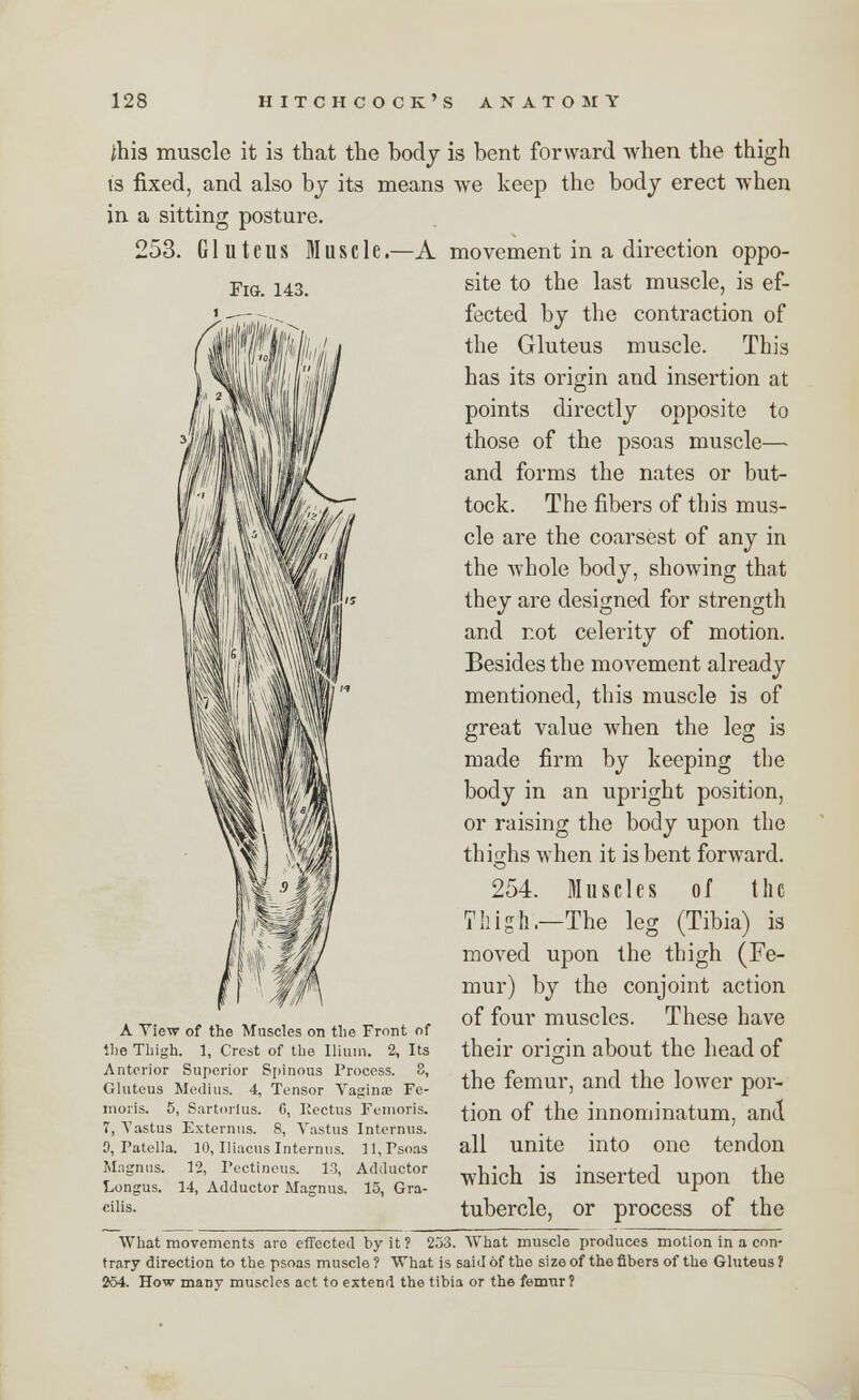 Fig. 143. }his muscle it is that the body is bent forward when the thigh is fixed, and also by its means we keep the body erect when in a sitting posture. 253. Gluteus Muscle.—A movement in a direction oppo- site to the last muscle, is ef- fected by the contraction of the Gluteus muscle. This has its origin and insertion at points directly opposite to those of the psoas muscle— and forms the nates or but- tock. The fibers of this mus- cle are the coarsest of any in the Avhole body, showing that they are designed for strength and r.ot celerity of motion. Besides the movement already mentioned, this muscle is of great value when the leg is made firm by keeping the body in an upright position, or raising the body upon the thighs when it is bent forward. 254. Muscles of the Thigh.—The leg (Tibia) is moved upon the thigh (Fe- mur) by the conjoint action of four muscles. These have their origin about the head of the femur, and the lower por- tion of the innominatum, and all unite into one tendon which is inserted upon the tubercle, or process of the A View of the Muscles on the Front of Hie Thigh. 1, Crest of the Ilium. 2, Its Anterior Superior Spinous Process. 3, Gluteus Medius. 4, Tensor Vaginae Fe- moris. 5, Sartorlus. C, Rectus Fetnoris. T, Vastus Externus. 8, Vastus Interims. 0, Patella. 10, Iliacus Internus. 11, Psoas Magnus. 12, Pectineus. 13, Adductor Longus. 14, Adductor Magnus. 15, Gra- cilis. What movements arc effected by it? 233. What muscle produces motion in a con- trary direction to the psoas muscle ? What is said of the size of the fibers of the Gluteus ? 254. How many muscles act to extend the tibia or the femrtr?