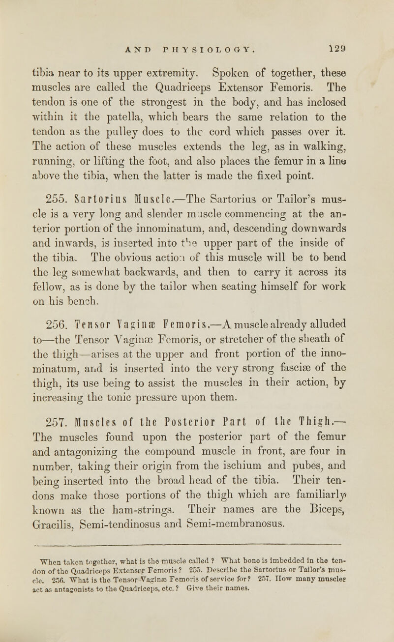 tibia near to its upper extremity. Spoken of together, these muscles are called the Quadriceps Extensor Femoris. The tendon is one of the strongest in the body, and has inclosed within it the patella, which bears the same relation to the tendon as the pulley does to the cord which passes over it. The action of these muscles extends the leg, as in walking, running, or lifting the foot, and also places the femur in a lino above the tibia, when the latter is made the fixed point. 255. Sartorius Muscle.—The Sartorius or Tailor's mus- cle is a very long and slender muscle commencing at the an- terior portion of the innominatum, and, descending downwards and inwards, is inserted into the upper part of the inside of the tibia. The obvious actio: 1 of this muscle will be to bend the leg somewhat backwards, and then to carry it across its fellow, as is done by the tailor when seating himself for work on his bench. 256. Tensor Vagina; Femoris.—A muscle already alluded to—the Tensor Vaginae Femoris, or stretcher of the sheath of the thigh—arises at the upper and front portion of the inno- minatum, and is inserted into the very strong fasciae of the thigh, its use being to assist the muscles in their action, by increasing the tonic pressure upon them. 257. Muscles of the Posterior Part of the Thigh.— The muscles found upon the posterior part of the femur and antagonizing the compound muscle in front, are four in number, taking their origin from the ischium and pubes, and beinw inserted into the broad head of the tibia. Their ten- dons make those portions of the thigh which arc familiarly known as the ham-strings. Their names are the Biceps, Gracilis, Semi-tendinosus and Semi-membranosus. When taken together, what is the muscle called ? What bone is imbedded in the ten- don of the Quadriceps Extensor Femoris ? 255. Describe the Sartorius or Tailor's mus- cle. 256. What is the Tensor Vaginae Femoris of service for? 257. How many muscles act as antagonists to the Quadriceps, etc. ? Give their names.