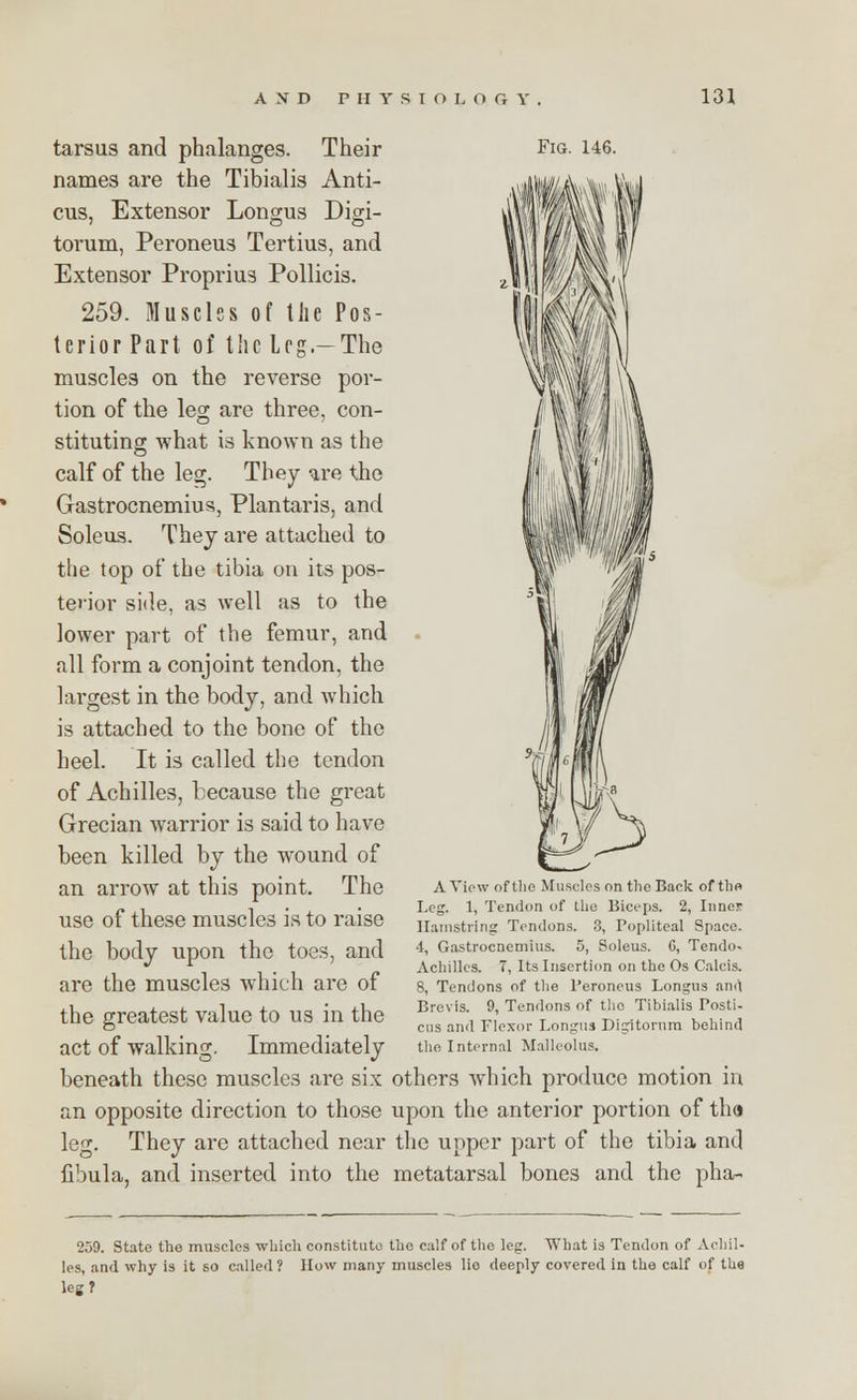 tarsus and phalanges. Their names are the Tibialis Anti- cus, Extensor Longus Digi- torum, Peroneus Tertius, and Extensor Proprius Pollicis. 259. Muscles of the Pos- terior Part of the Leg—The muscles on the reverse por- tion of the leg are three, con- stituting what is known as the calf of the leg. They are the Gastrocnemius, Plantaris, and Soleus. They are attached to the top of the tibia on its pos- terior side, as well as to the lower part of the femur, and all form a conjoint tendon, the largest in the body, and which is attached to the bone of the heel. It is called the tendon of Achilles, because the great Grecian warrior is said to have been killed by the wound of an arrow at this point. The use of these muscles is to raise the body upon the toes, and are the muscles which are of the greatest value to us in the act of walking. Immediately beneath these muscles are six an opposite direction to those leg. They are attached near fibula, and inserted into the Fig. 146. '3 A View of the Muscles on the Back of tho Leg. 1, Tendon of the Biceps. 2, Inner Hamstring Tendons. 3, Popliteal Space. 4, Gastrocnemius. 5, Soleus. G, Tendo- Achilles. 7, Its Insertion on the Os Calcis. 8, Tendons of the Peroneus Longus ani\ Brevis. 9, Tendons of the Tibialis Posti- cus and Flexor Longus Digitoram behind the Internal Malleolus. others which produce motion in upon the anterior portion of thd the upper part of the tibia and metatarsal bones and the pha- 259. State the muscles which constitute the calf of the leg. What is Tendon of Achil- les, and why is it so called? How many muscles lio deeply covered in the calf of the kg?