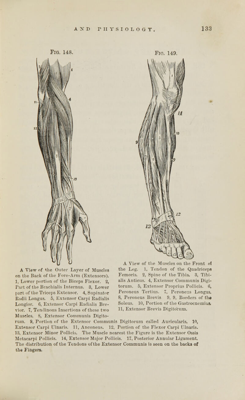 Fig. 148. Fig. 149. A View of the Outer Layer of Muscles on the Back of the Fore-Arm (Extensors). 1, Lower portion of the Biceps Flexor. 2, Part of the. Brachialis Interims. 3, Lower part of the Triceps Extensor. 4, Supinator Radii Longus. 5, Extensor Carpi Radialis Longior. 6, Extensor Carpi Radialis Bre- vior. 7, Tendinous Insertions of these two Muscles. 8, Extensor Communis Digito- rum. 9, Portion of the Extensor Communis Digitorum called Auricularis. 10, Extensor Carpi Ulnaris. 11, Anconeus. 12, Portion of the Flexor Carpi Ulnaris. 13, Extensor Minor Pollicis. The Muscle nearest the Figure is the Extensor Ossis Metacarpi Pollicis. 14, Extensor Major Pollicis. 17, Posterior Annular Ligament. The distribution of the Tendora of the Extensor Communis is seen on the backs of the Fingers. A View of the Muscles on the Front ol the Leg. 1. Tendon of the Quadriceps Femoris. 2, Spine of the Tibia. 3, Tibi- alis Anticus. 4, Extensor Communis Digi- torum. 5, Extensor Proprius Pollicis. 6, Peroneus Tertius. 7, Peroneus Longus. 8, Peroneus Brevis 9, 9, Borders of the Soleus. 10, Portion of the Gastrocnemius. 11, Extensor Brevis Digitorum.