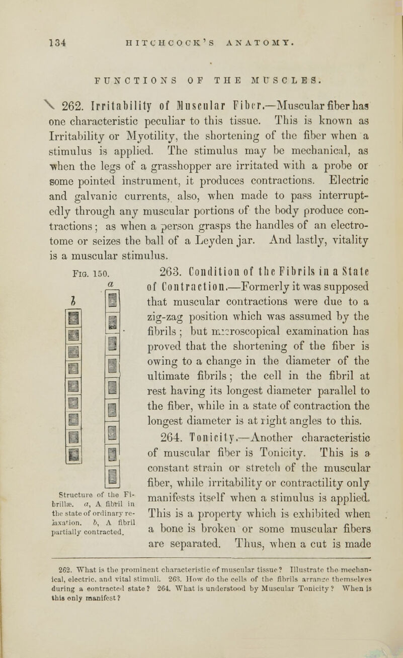 FUNCTIONS OF THE MUSCLES Fig. 150. a I \ 262. Irritability of Muscular Fiber.—Muscular fiber has one characteristic peculiar to this tissue. This is known as Irritability or Myotility, the shortening of the fiber when a stimulus is applied. The stimulus may be mechanical, as ■when the legs of a grasshopper are irritated with a probe or some pointed instrument, it produces contractions. Electric and galvanic currents, also, when made to pass interrupt- edly through any muscular portions of the body produce con- tractions ; as when a person grasps the handles of an electro- tome or seizes the ball of a Leyden jar. And lastly, vitality is a muscular stimulus. 263. Condition of the Fibrils in a State of Contraction.—Formerly it was supposed that muscular contractions were due to a zig-zag position which was assumed by the fibrils ; but microscopical examination has proved that the shortening of the fiber is owing to a change in the diameter of the ultimate fibrils; the cell in the fibril at rest having its longest diameter parallel to the fiber, while in a state of contraction the longest diameter is at right angles to this. 264. Tonicity.—Another characteristic of muscular fiber is Tonicity. This is a constant strain or stretch of the muscular fiber, while irritability or contractility only manifests itself when a stimulus is applied. This is a property which is exhibited when a bone is broken or some muscular fibers are separated. Thus, when a cut is made Structure of the Fi- brillar a, A fibril in the state of ordinary re- laxation. &, A fibril partially contracted. 262. What is the prominent characteristic of muscular tissue? Illustrate the mechan- ical, electric, and vital stimuli. 263. How do the cells of the fibrils arranse themselves during a contracted state? 264. What is understood by Muscular Tonicity? When is this only manifest?