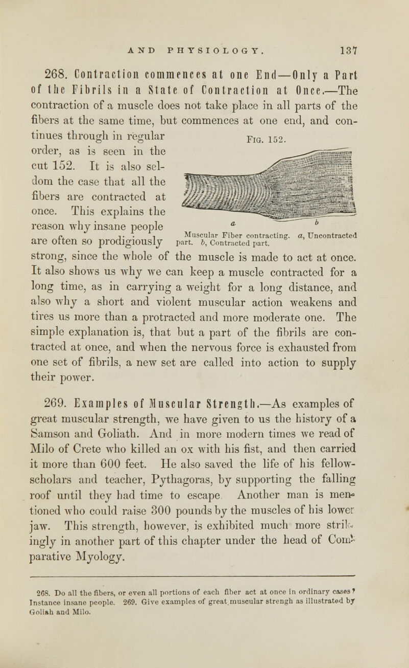 268. Contraction commences at one End — Only a Part of the Fibrils in a State of Contraction at Once.—The contraction of a muscle does not take place in all parts of the fibers at the same time, but commences at one end, and con- tinues through in regular FlG_ 152 order, as is seen in the cut 152. It is also sel- dom the case that all the fibers are contracted at once. This explains the reason why insane people are often so prodigiously Muscular Fiber contracting, part, b, Contracted part. a, Uncontracted strong, since the whole of the muscle is made to act at once. It also shows us why we can keep a muscle contracted for a long time, as in carrying a weight for a long distance, and also why a short and violent muscular action weakens and tires us more than a protracted and more moderate one. The simple explanation is, that but a part of the fibrils are con- tracted at once, and when the nervous force is exhausted from one set of fibrils, a new set are called into action to supply their power. 269. Examples of Muscular Strength.—As examples of great muscular strength, we have given to us the history of a Samson and Goliath. And in more modern times we read of Milo of Crete who killed an ox with his fist, and then carried it more than 600 feet. He also saved the life of his fellow- scholars and teacher, Pythagoras, by supporting the falling roof until they had time to escape Another man is men- tioned Avho could raise 300 pounds by the muscles of his lower jaw. This strength, however, is exhibited much more strik. ingly in another part of this chapter under the head of Com- parative Myology. 268. Do all the fibers, or even all portions of each fiber act at once in ordinary cases 1 Instance insane people. 269. Give examples of great.muscular strengh as illustrated by Goliah and Milo.