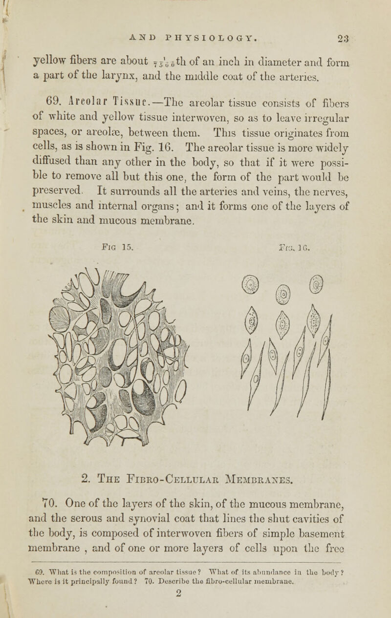yellow fibers are about T5'6()th of an inch in diameter and form a part of the larynx, and the middle coat of the arteries. 69. Areolar Tissue—The areolar tissue consists of fibers of white and yellow tissue interwoven, so as to leave irregular spaces, or areolae, between them. This tissue originates from cells, as is shown in Fig. 16. The areolar tissue is more widely diffused than any other in the body, so that if it were possi- ble to remove all but this one, the form of the part would be preserved. It surrounds all the arteries and veins, the nerves, muscles and internal organs; and it forms one of the layers of the skin and mucous membrane. Fig 15. Fro. ] G. 2. The Fibro-Cellular Membranes. TO. One of the layers of the skin, of the mucous membrane, and the serous and synovial coat that lines the shut cavities of the body, is composed of interwoven fibers of simple basement membrane , and of one or more layers of cells upon the free CO. What is the composition of areolar tissue ? What of Its abundance in tho body? Where is it principally found? 70. Describe the fibro-cellular membrane. 2