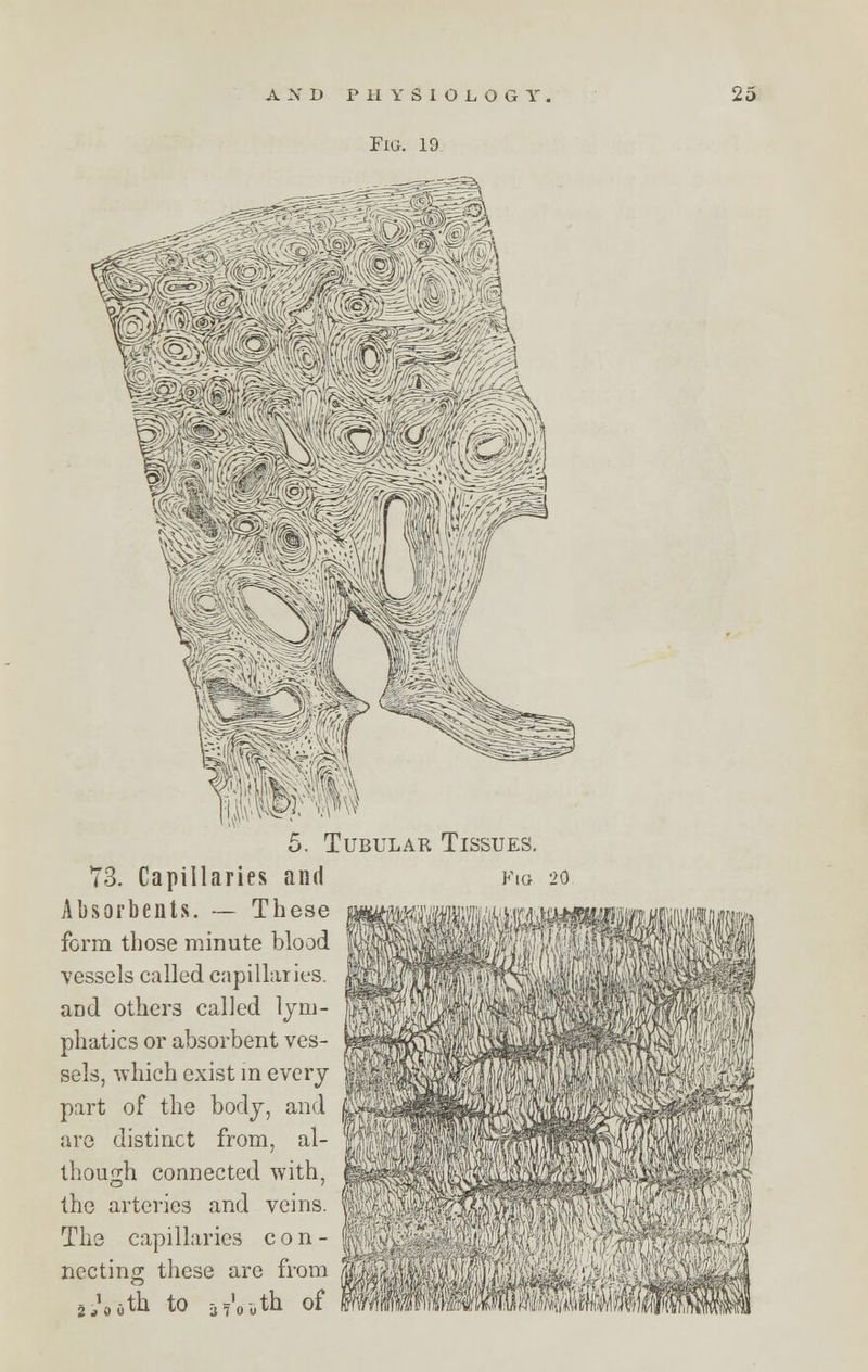 Fig. 19 Tubular Tissues. 73. Capillaries and Absorbents. — These form those minute blood vessels called capillaries, aod others called lym- phatics or absorbent ves- sels, which exist in every part of the body, and are distinct from, al- though connected with, the arteries and veins. Ths capillaries con- necting these arc from SiVoth to af'outh of Fig 20