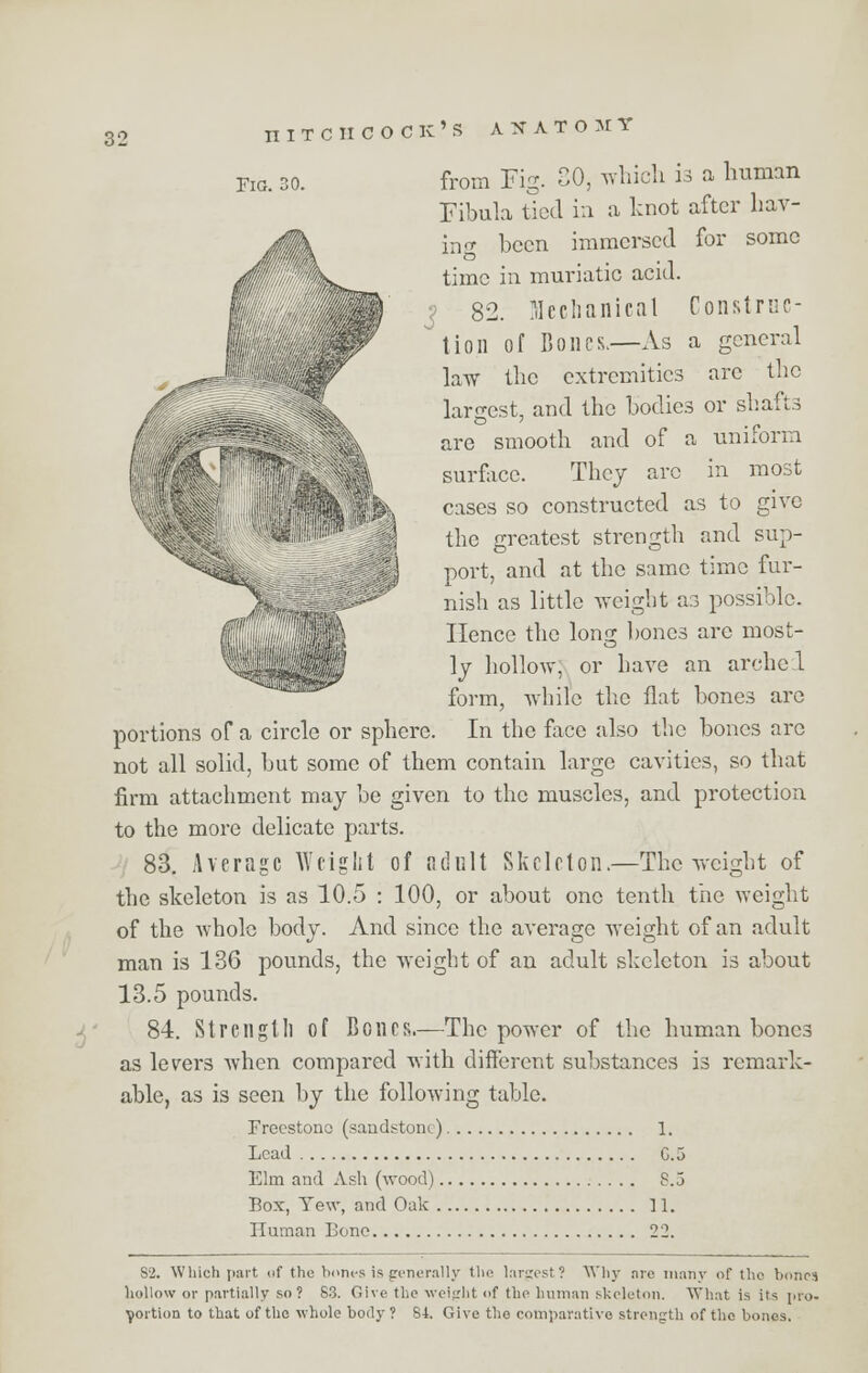 Fig. 30. from Fig. CO, which is a human Fibula tied in a knot after hav- ing been immersed for some Jflilk^ time in muriatic acid. 82. Icttiilcil Construe- tio 11 of Bones.—As a general law the extremities arc the largest, and the bodies or shafts are smooth and of a uniform surface. They arc in most k'WK cases so constructed as to give ^ j the greatest strength and sup- jfc '■-} port, and at the same time fur- }*,.. nish as little weight as possible. t Hence the long bones arc most- ipP|jB ly hollow, or have an arched form, while the flat bones are portions of a circle or sphere. In the face also the bones arc not all solid, but some of them contain large cavities, so that firm attachment may be given to the muscles, and protection to the more delicate parts. 83. Average Weight of adult Skeleton.—The weight of the skeleton is as 10.5 : 100, or about one tenth the weight of the whole body. And since the average weight of an adult man is 136 pounds, the weight of an adult skeleton is about 13.5 pounds. 84. Strength of Bones.—The power of the human bones as levers when compared with different substances is remark- able, as is seen by the following table. Freestone (sandstone) 1. Lead C.5 Elm and Ash (wood) 8.3 Box, Yew, and Oak 11. Human Bone 22. S2. Which part of the bones is generally the largest? Why are many of the boncj hollow or partially so? S3. Give the weight of the human skeleton. What is its pro- portion to that of the whole body ? Si. Give the comparative strength of the bones.
