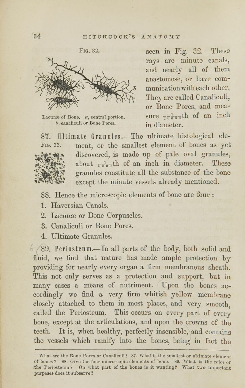 Lacuna? 6, Fw. 32. Seen in Fig. 32. These rays are minute canals, and nearly all of them anastomose, or have com- munication with each other. They are called Canaliculi, or Bone Pores, and mea- sure smooth of an inch in diameter. 87. Ultimate Granules.—The ultimate histological ele- Fig. 33. ment, or the smallest element of bones as yet discovered, is made up of pale oval granules, about eoVoth of an inch in diameter. These granules constitute all the substance of the bone except the minute vessels already mentioned. 88. Hence the microscopic elements of bone are four : 1. Haversian Canals. 2. Lacunae or Bone Corpuscles. 3. Canaliculi or Bone Pores. 4. Ultimate Granules. of Bone, a, central portion, canaliculi or Bone Pores. 89. Periosteum.—In all parts of the body, both solid and fluid, we find that nature has made ample protection by providing for nearly every organ a firm membranous sheath. This not only serves as a protection and support, but in many cases a means of nutriment. Upon the bones ac- cordingly we find a very firm whitish yellow membrane closely attached to them in most places, and very smooth called the Periosteum. This occurs on every part of every bone, except at the articulations, and upon the crowns of the teeth. It is, when healthy, perfectly insensible, and contains the vessels which ramify into the bones, being in fact the What are the Bone Pores or Canaliculi? 87. What is the smallest or ultimate element of bones? 88. Give the four microscopic elements of bone. S9. What is tile color of the Periosteum? On what part of the bones is it wanting? What two important purposes does it subserve ?