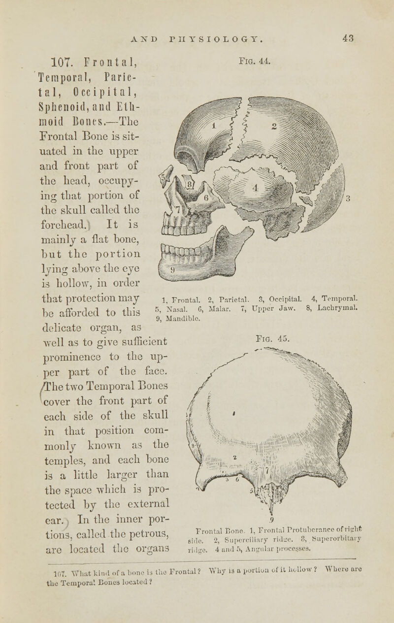 107. Frontal, Temporal, Parie- tal, Occipital, Sphenoid, and Eth- moid Bo ties.—The Frontal Bone is sit- uated in the upper and front part of the head, occupy- ing that portion of the skull called the forehead.- It is mainly a flat bone, but the portion lying above the eye is hollow, in order that protection may be afforded to this delicate organ, as -well as to give sufficient prominence to the up- per part of the face. /The two Temporal Bones cover the front part of each side of the skull in that position com- monly known as the temples, and each bone is a little larger than the space which is pro- tected by the external car. In the inner por- tions, called the petrous, are located the organs Fig. 44, 1, Frontal. 2, Parietal. 3, Occipital. 4, Temporal. 5, Xasal. G, Malar. 7, Upper Jaw. 8, Lachrymal. 9, Mandible. TlG. 45. f .9 Frontal Lone. 1, Frontal Protuberance of right side. 2, Superciliary ridae. 8, Superorbitary ridge. 4 and 5, Angular processes. 107. What kind of a bone is the Frontal? Why is a portion of it hollow? Where are the Temporal Bones located ?