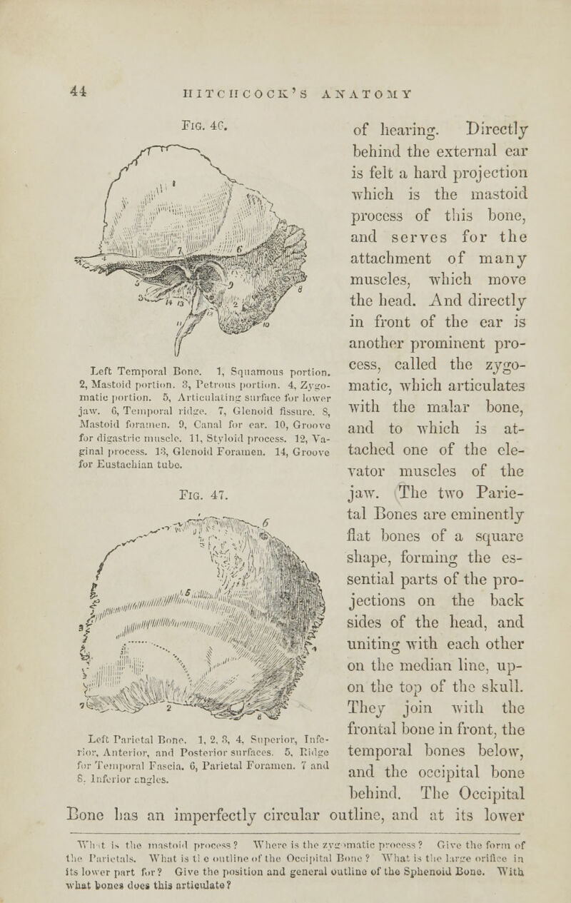 FlG-4C- of hearing. Directly behind the external ear is felt a hard projection ■which is the mastoid process of this bone, and serves for the attachment of many muscles, which move the head. And directly in front of the ear is another prominent pro- cess, called the zygo- matic, which articulates with the malar bone, and to which is at- tached one of the ele- vator muscles of the jaw. The two Parie- tal Bones are eminently flat bones of a square shape, forming the es- sential parts of the pro- jections on the back sides of the head, and uniting with each other on the median line, up- on the top of the skull. They join with the frontal bone in front, the temporal bones below, and the occipital bone behind. The Occipital Bone has an imperfectly circular outline, and at its lower Whit is tlio, inastoicl process? Where is the zva-imatic process ? Give the form of the Parietals. What is tie outline of the Occipital Bone? What is the large orifice in its lower part for ? Give the. position and general outline of the Sphenoid Bone. With what bones dyes this articulate? Left Temporal Bono. 1, Squamous portion. 2, Mastoid portion. 3, Petrous portion. 4, Zygo- matic portion. 5, Articulating surface for lower jaw. 0, Temporal ridge. 7, Glenoid fissure. S, Mastoid foramen. 9, Canal for ear. 10, Groove for digastric muscle. 11, Styloid process. 12, Va- ginal process. 13, Glenoid Foramen. 14, Groove for Eustachian tubo. Pig. 47. / ,/'' ,„„/«//'/««'/' ■'Oil'*? L i ■■•- *»' ,:„,•!?*; \ 1--'' Left Parietal Bone. 1, 2. S, 4. Superior, Infe- rior, Anterior, and Posterior surfaces. 5, Ridge for Temporal Fascia. C, Parietal Foramen. 7 and 8. Inferior angles.
