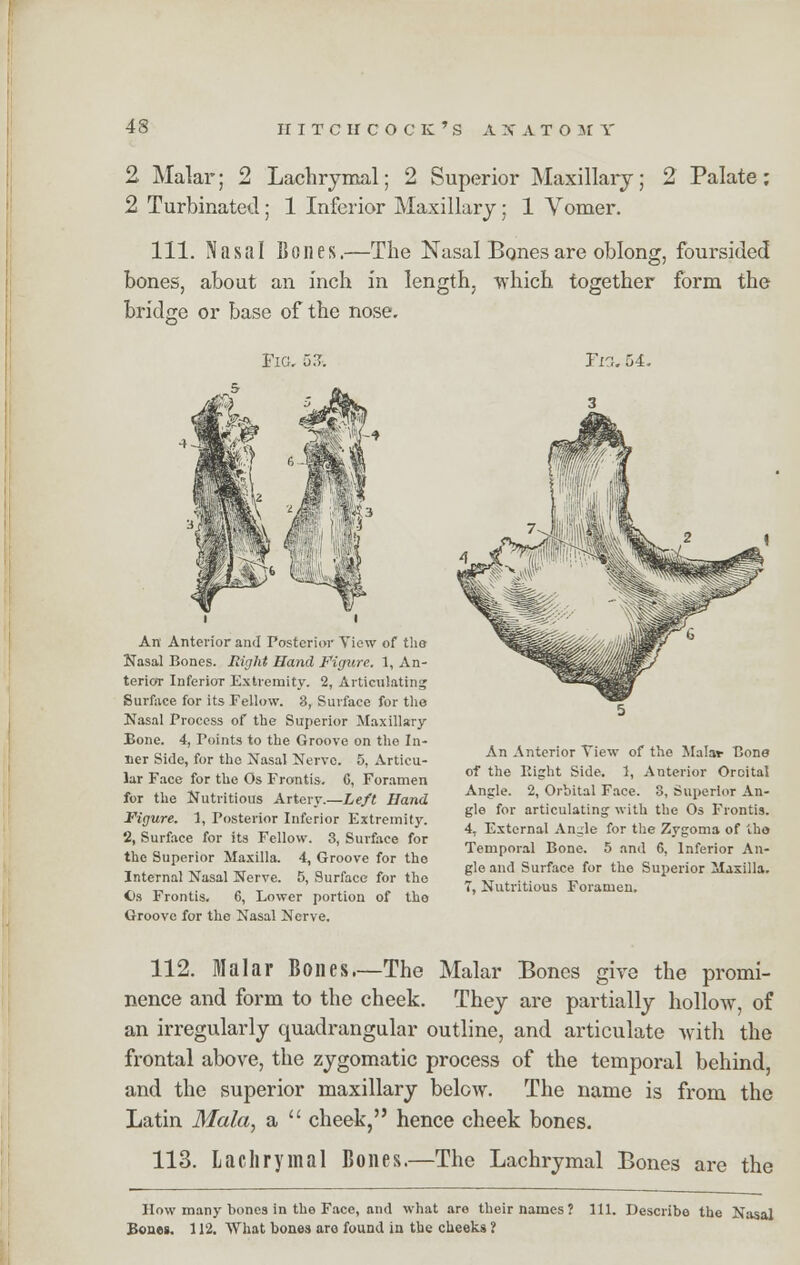 2 Malar; 2 Lachrymal; 2 Superior Maxillary; 2 Palate ; 2 Turbinated ; 1 Inferior Maxillary; 1 Vomer. 111. Nasal Bones.—The Nasal Bones are oblong, foursided bones, about an inch in length, which together form the bridge or base of the nose. Fig. 5£ Ti?.. 54. An Anterior and Posterior View of tho Nasal Bones. Right Hand Figxire. 1, An- terior InferioT Extremity. 2, Articulating Surface for its Fellow. 3, Surface for the Nasal Process of the Superior Maxillary- Bone. 4, Points to the Groove on the In- ner Side, for the Nasal Nerve. 5, Articu- lar Face for the Os Frontis. C, Foramen for the Nutritious Artery.—Left Hand Figure. 1, Posterior Inferior Extremity. 2, Surface for its Fellow. 3, Surface for the Superior Maxilla. 4, Groove for the Internal Nasal Nerve. 5, Surface for the Os Frontis. 6, Lower portion of the Groove for the Nasal Nerve. An Anterior Tiew of the Malar Bone of the Eight Side. 1, Anterior Oroital Angle. 2, Orbital Face. 3, Superior An- gle for articulating with the Os Frontis. 4, External Angle for the Zygoma of the Temporal Bone. 5 and 6, Inferior An- gle and Surface for the Superior Maxilla. 7, Nutritious Foramen. 112. Malar Bones—The Malar Bones give the promi- nence and form to the cheek. They are partially hollow, of an irregularly quadrangular outline, and articulate with the frontal above, the zygomatic process of the temporal behind, and the superior maxillary below. The name is from the Latin Mala, a  cheek, hence cheek bones. 113. Lachrymal Bones.—The Lachrymal Bones are the How many bones in the Face, and what are their names? 111. Describe the Nasal Bones. 112. What bones are found in the cheeks ?