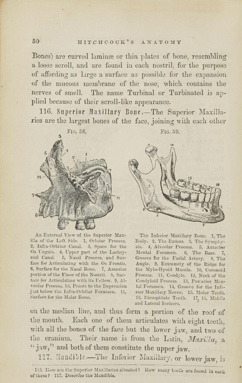 Bones) are curved lamime or thin plates of bone, resembling a loose scroll, and arc found in each nostril, for the purpose of affording as large a surface as possible for the expansion of the mucous membrane of the nose, which contains the nerves of smell. The name Turbinal or Turbinated is ap- plied because of their scroll-like appearance. 116. Superior Maxillary Bone.—The Superior Maxilla- ries are the largest bones of the face, joining with each other Fig. 58. Fig. 59. An External View of the Superior Max- illa of the Left Side. 1, Orbitar Process. 2, Infra-Orbitar Canal. 3, Space for the Os Unguis. 4, Upper part of the Lachry- mal Canal. 5, Nasal Process, and Sur- face for Articulating with the Os Frontis. C, Surface for the Nasal Bone. 7, Anterior portion of the floor of the Nostril. S, Sur- face for Articulating with its Fellow. 9, Al- veolar Process. 10, Points to the Depression j ist below the Infra-Orbitar Foramen. 11, Surface for the Malar Eonc. The Inferior Maxillary Bone. 1, The Body. 2, The Ramus. 3, The Symphy- sis. 4, Alveolar Process. 5, Anteilsr Mental Foramen. G, The Base. 7, Groove for the Facial Artery. S, The Angle. 9. Extremity of the Ridge for the Mylo-llyoid Muscle. 10, Coronoid Process. 11, Condyle. 12, Neck of tho Condyloid Process. 13, Posterior Men- tal Foramen. 14, Groove for the Infe- rior Maxillary Nerve. 15, Molar Teeth. 10, Bicuspidate Teeth. 17. IS, Mid.lie and Lateral Incisors. on the median line, and thus form a portion of the roof of the mouth. Each one of them articulates with eight teeth, with all tho bones of the face but the lower jaw, and two of the cranium. Their name is from the Latin, Maxilla a jaw* and both of them constitute the upper jaw. 117. Mandible.—The Inferior Maxillary, or lower jaw h 116. How are the Superior Max'.llaries situated? How many teeth arc found in each of them? 117. Describe the Mandible.