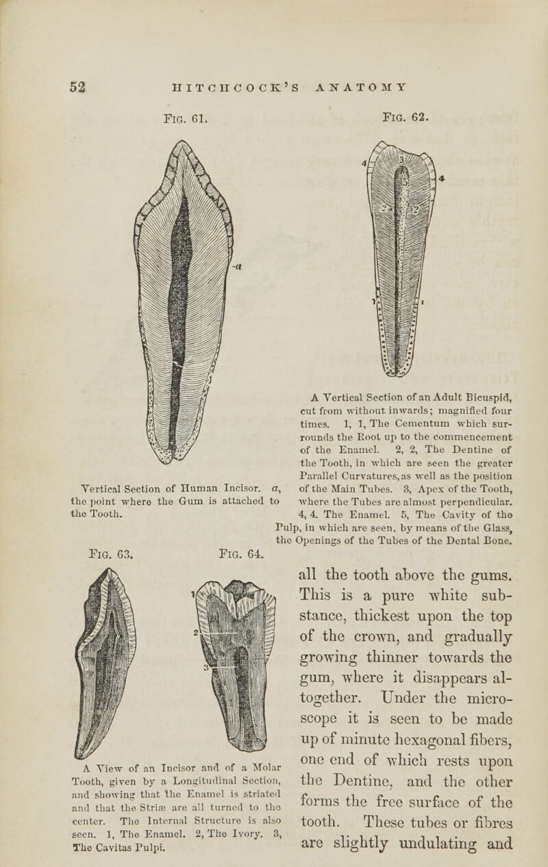 Fig. 61. Fig. 62. Vertical Section of Human Incisor, a, the point where the Gum is attached to the Tooth. Fig. 64. A View of an Incisor and of a Molar Tooth, given by a Longitudinal Section, and showing that Die Enamel is striated and that the Strife arc all turned to tho center. The Internal Structure is also seen. 1, The Enamel. 2, Tho Ivory. 3, The Cavitas Pulpi. A Vertical Section of an Adult Bicuspid, cut from without inwards; magnified four times. 1, 1, The Cementum which sur- rounds the Root up to the commencement of the Enamel. 2, 2, The Dentine of the Tooth, in which are seen the greater Parallel Curvatures, as well as the position of the Main Tubes. 3, Apex of the Tooth, where the Tubes arc almost perpendicular. 4, 4. The Enamel. 5, The Cavity of tho Pulp, in which are seen, by means of the Glass, the Openings of the Tubes of the Dental Bone. all the tooth above the gums. This is a pure white sub- stance, thickest upon the top of the crown, and gradually growing thinner towards the gum, where it disappears al- together. Under the micro- scope it is seen to be made up of minute hexagonal fibers, one end of which rests upon the Dentine, and the other forms the free surface of the tooth. These tubes or fibres are slightly undulating and